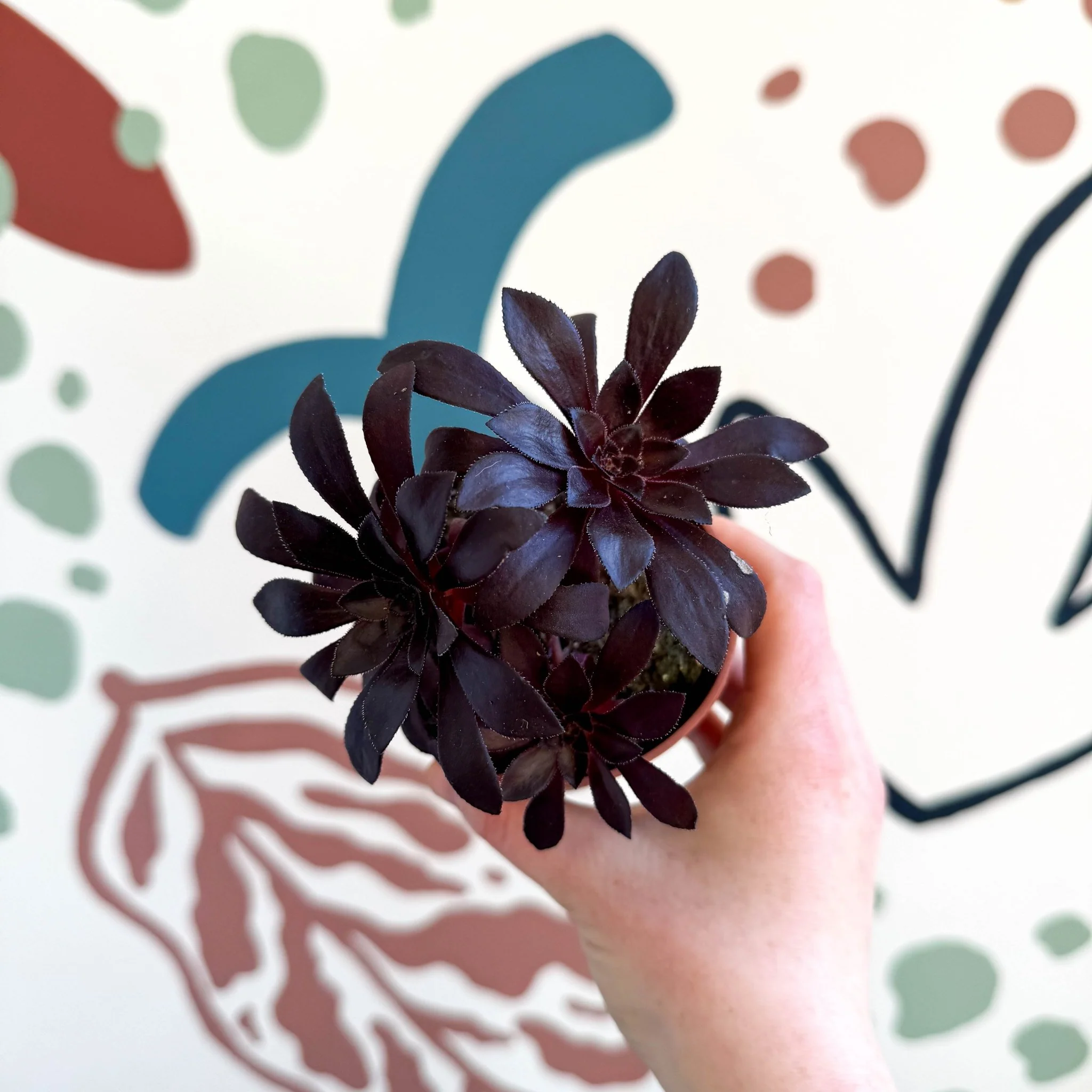 Aeonium arboreum - Image 9