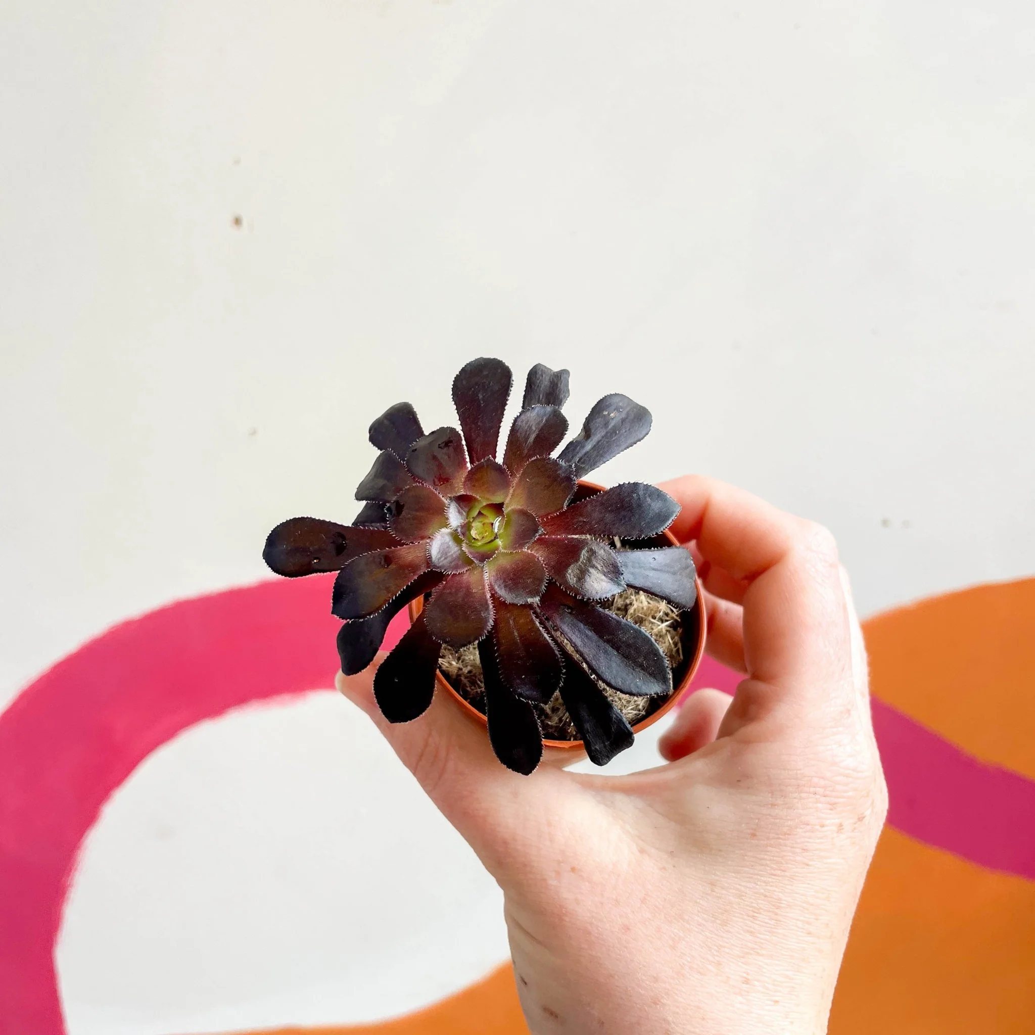 Aeonium arboreum ‘Schwarzkopf’ - Image 3