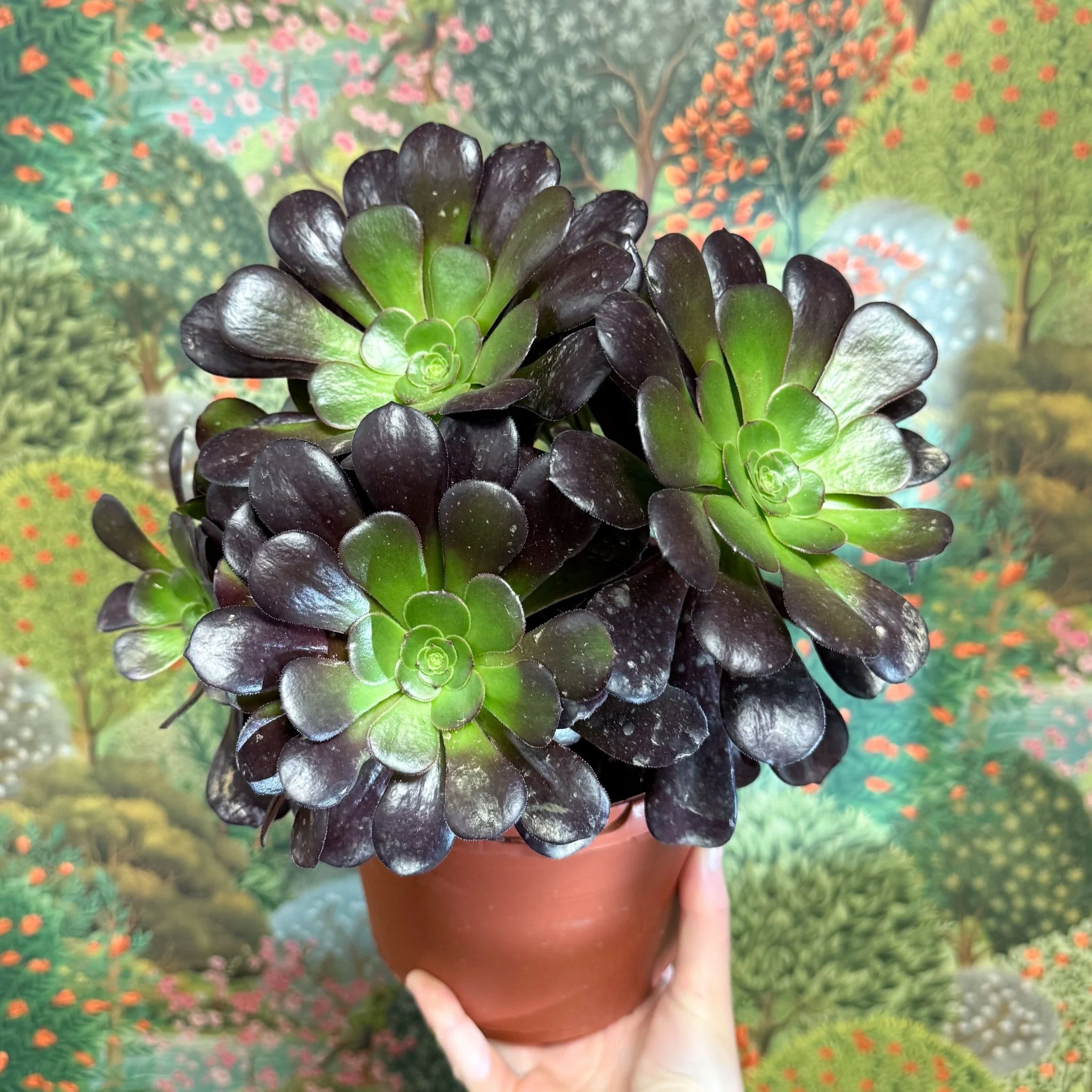 Aeonium arboreum 'Velour'