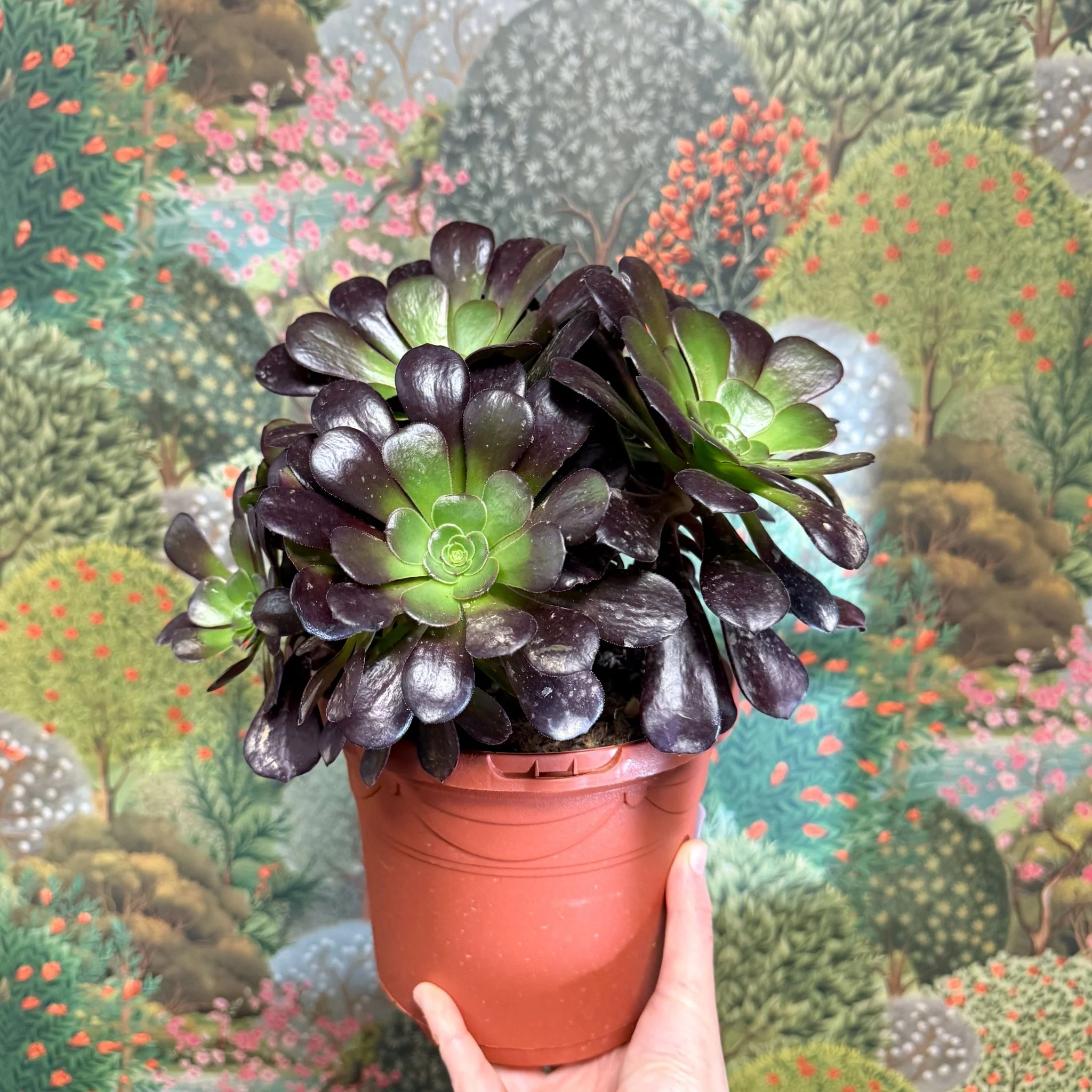 Aeonium arboreum 'Velour' - Image 10