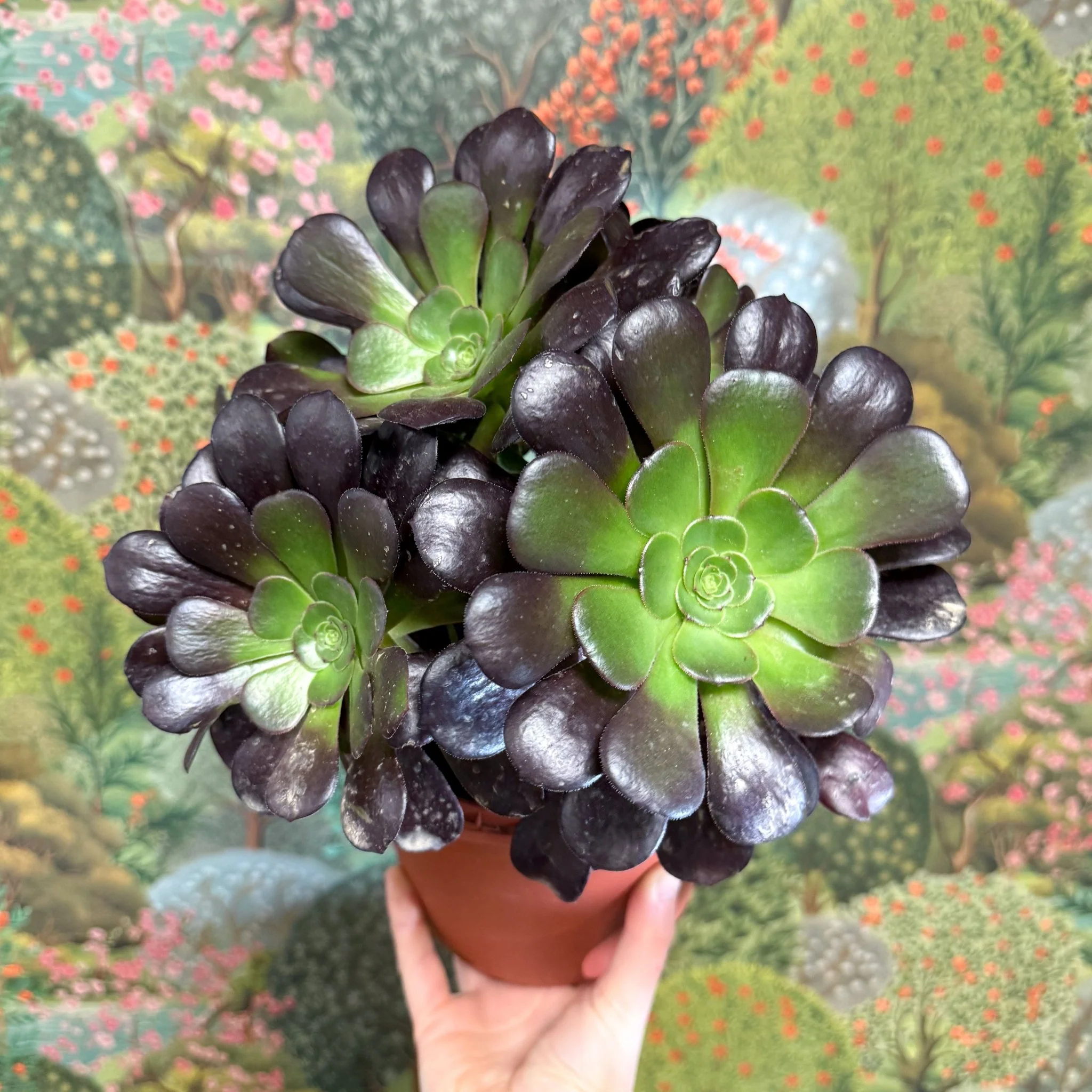 Aeonium arboreum 'Velour' - Image 11