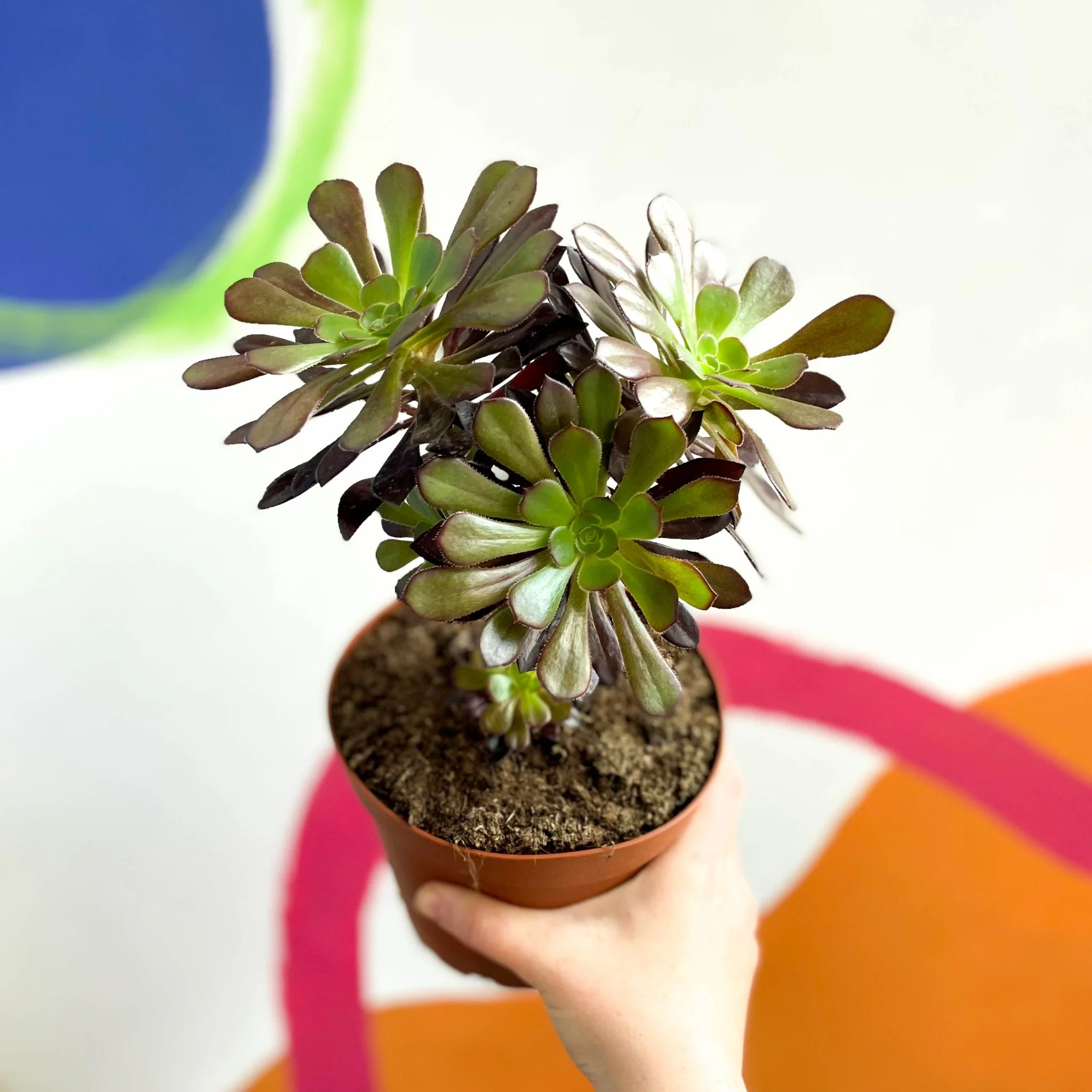 Aeonium arboreum 'Velour' - Image 2