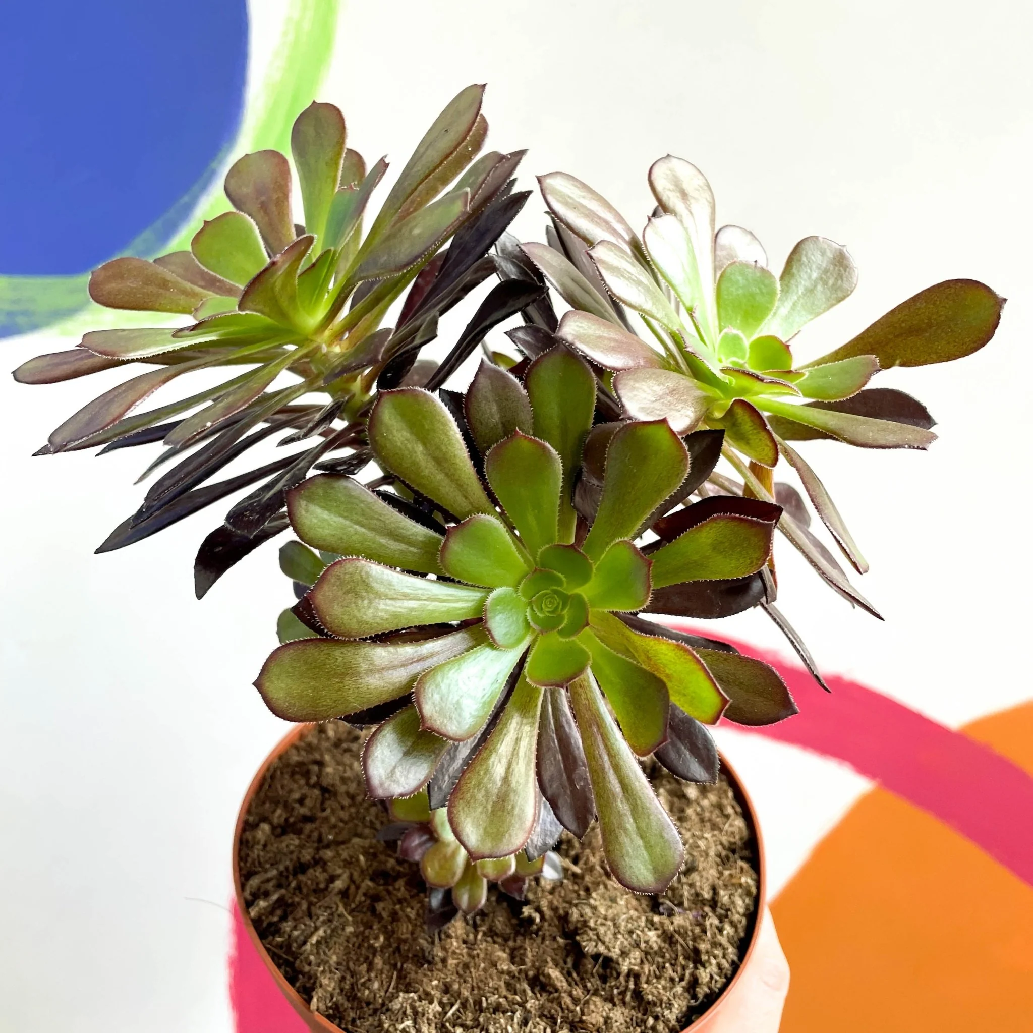 Aeonium arboreum 'Velour' - Image 3