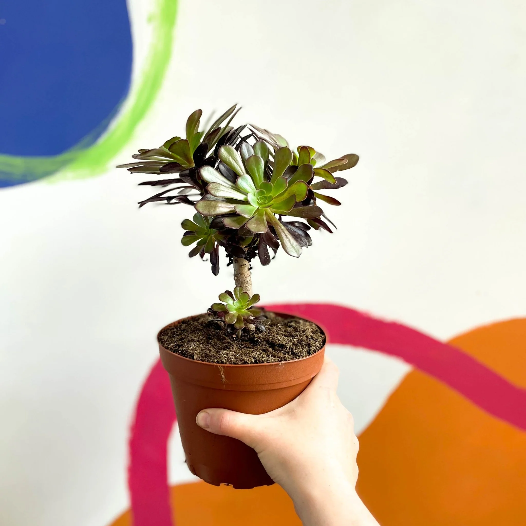 Aeonium arboreum 'Velour' - Image 4