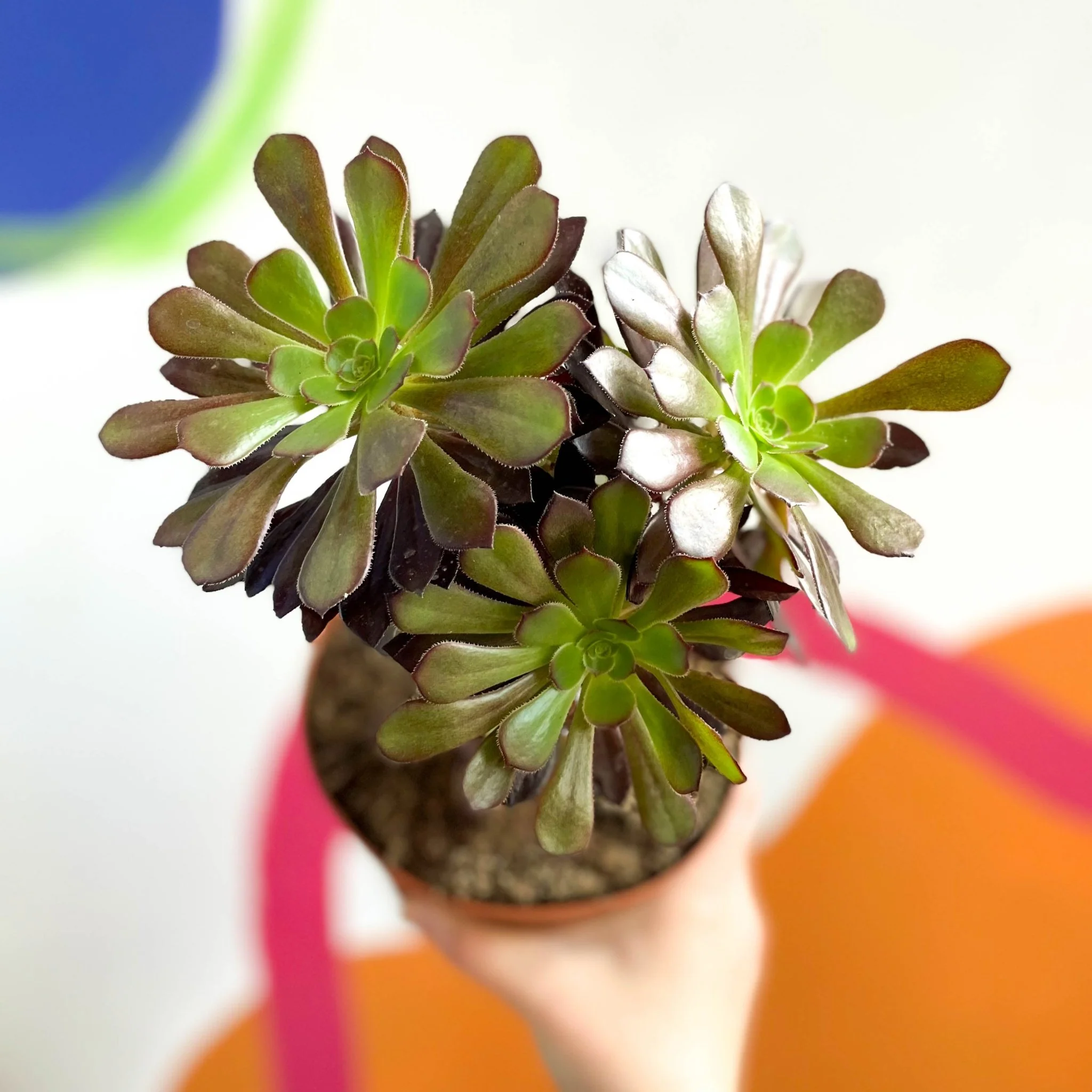 Aeonium arboreum 'Velour' - Image 5