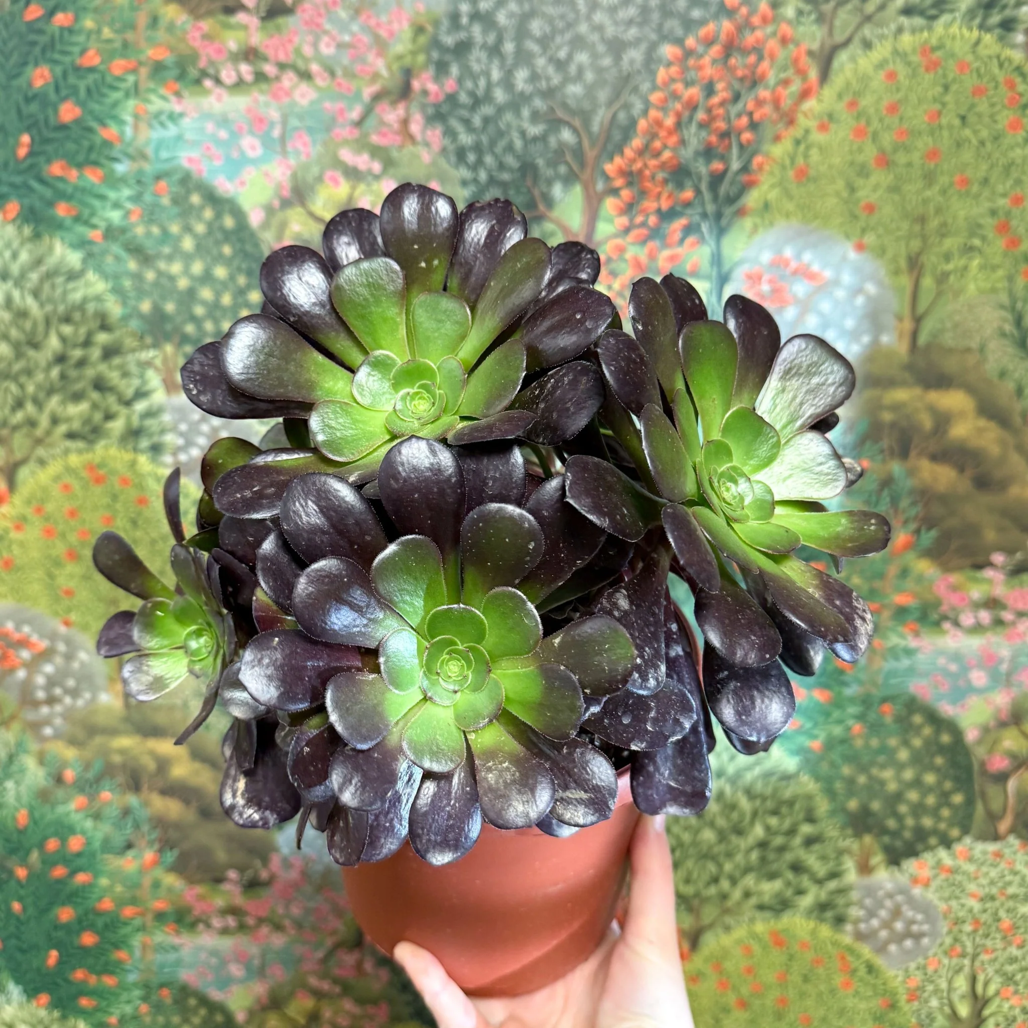 Aeonium arboreum 'Velour' - Image 6