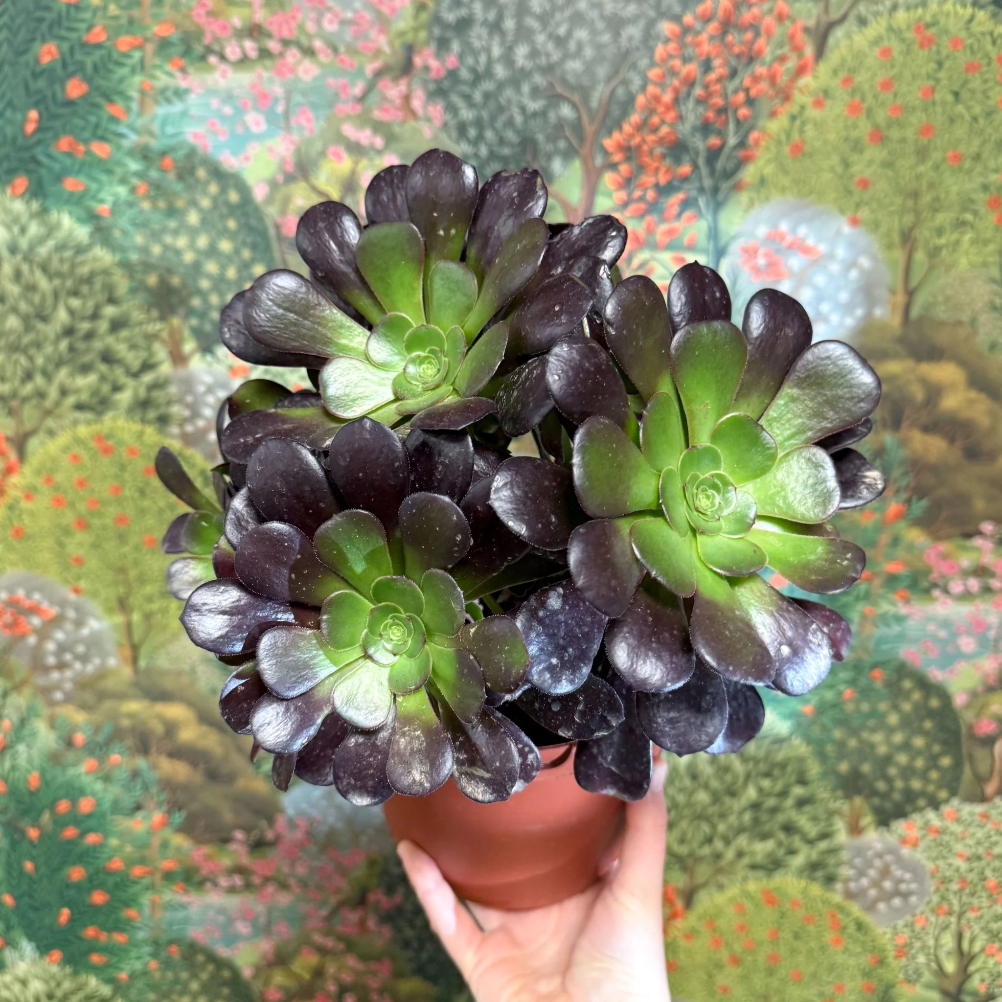 Aeonium arboreum 'Velour' - Image 7