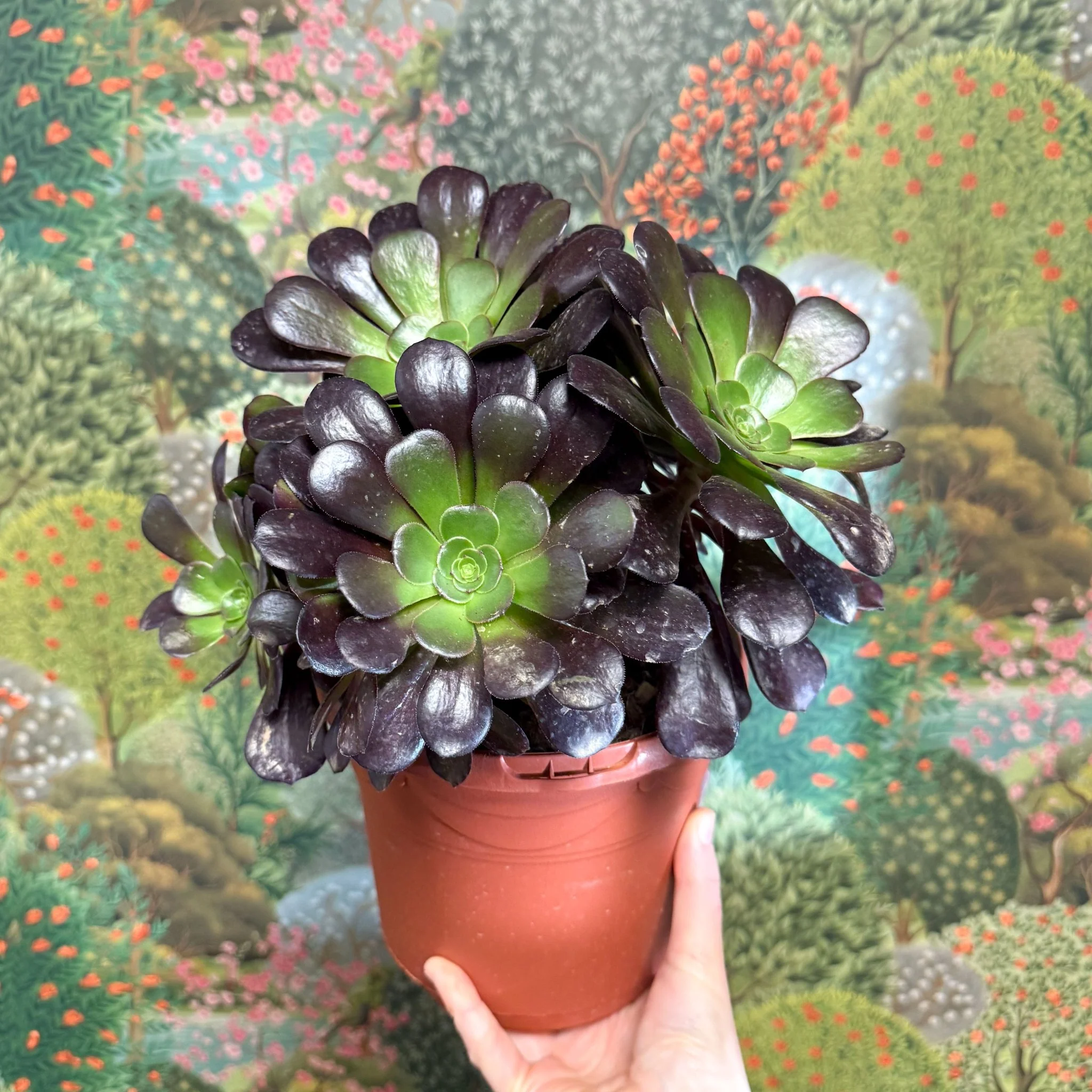 Aeonium arboreum 'Velour' - Image 8