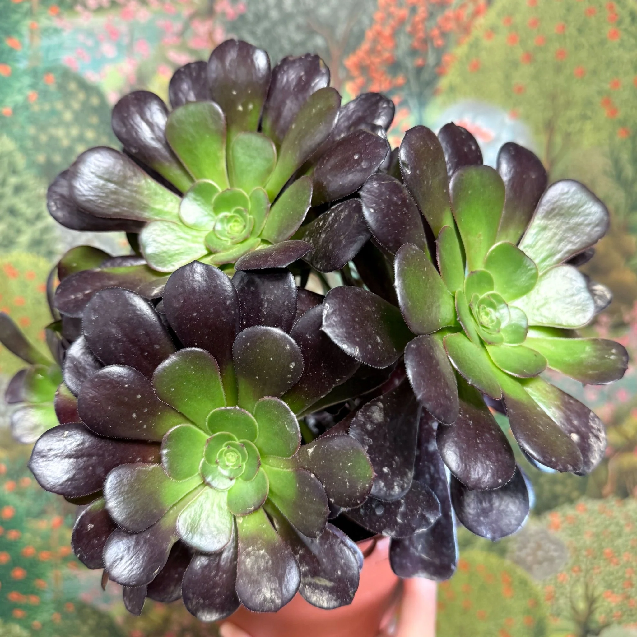 Aeonium arboreum 'Velour' - Image 9