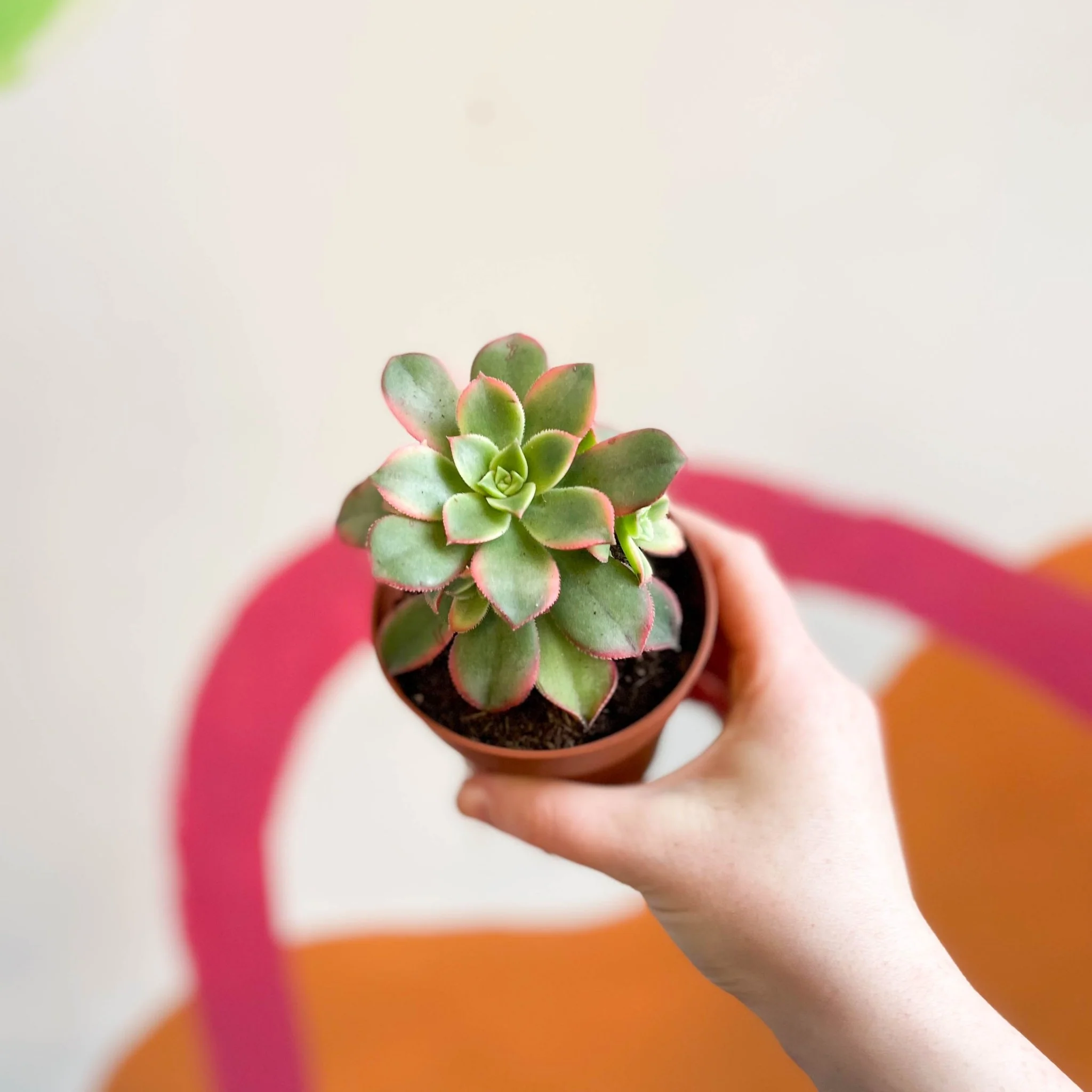 Aeonium haworthii 'Kiwi'