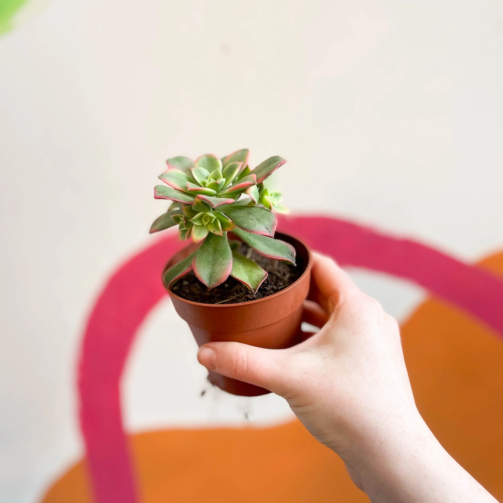 Aeonium haworthii 'Kiwi' - Image 2