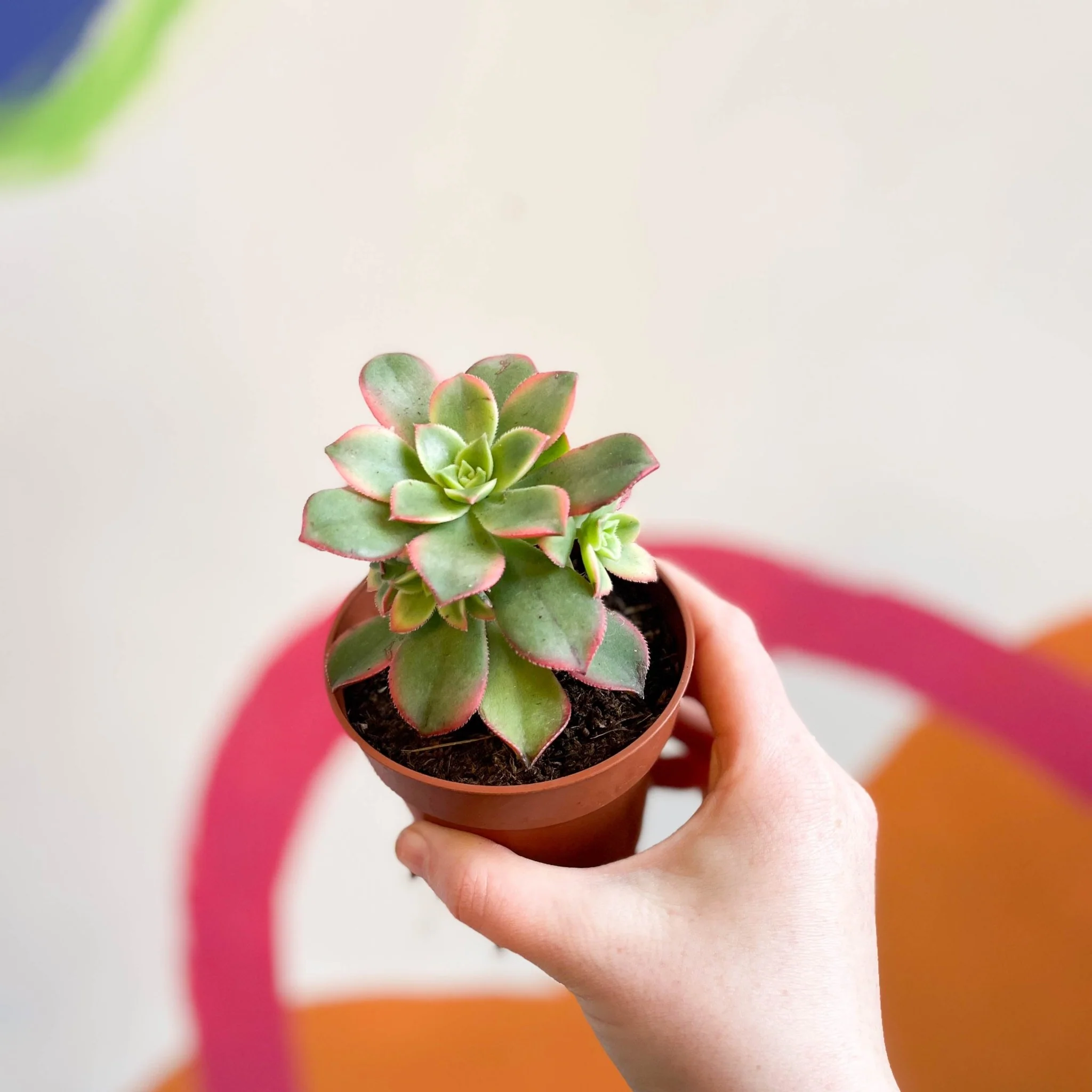 Aeonium haworthii 'Kiwi' - Image 3
