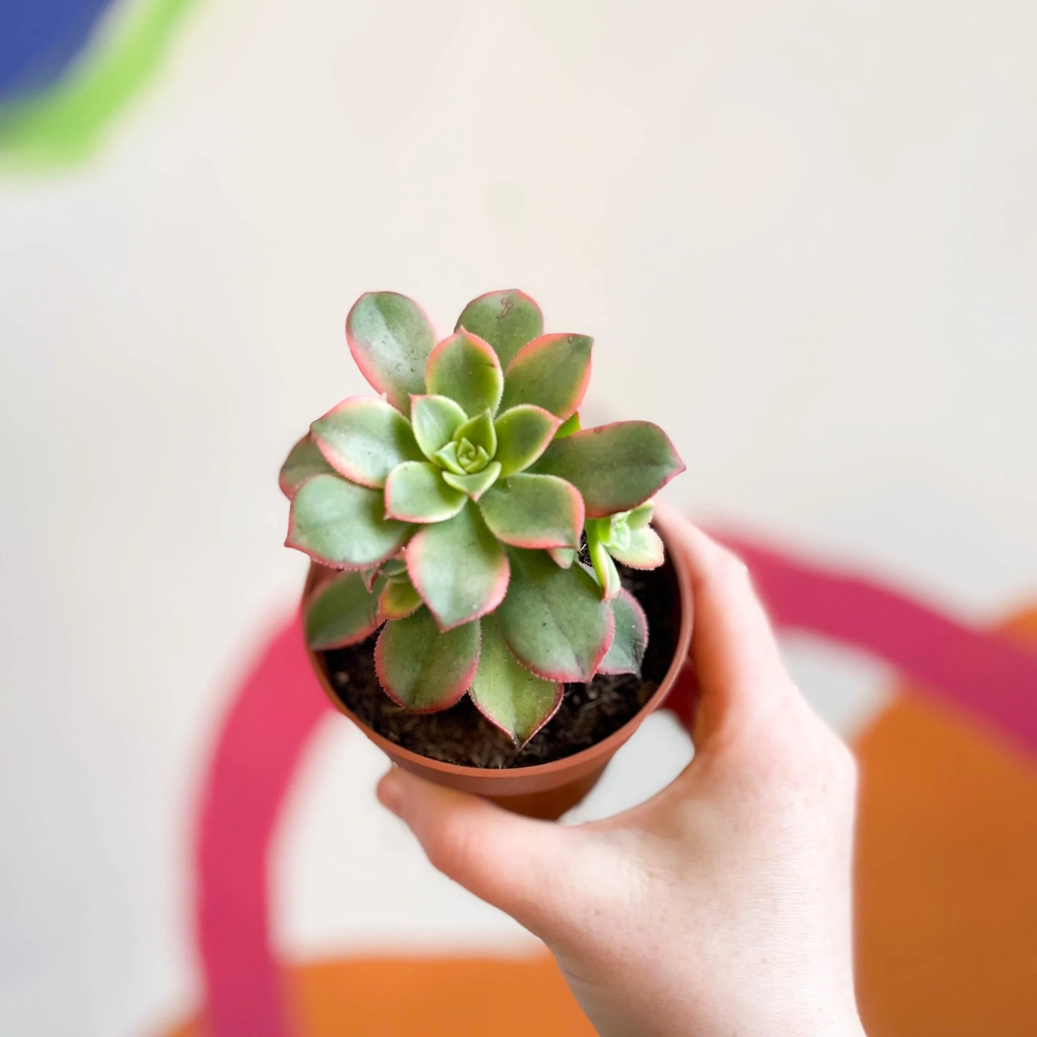 Aeonium haworthii 'Kiwi' - Image 4