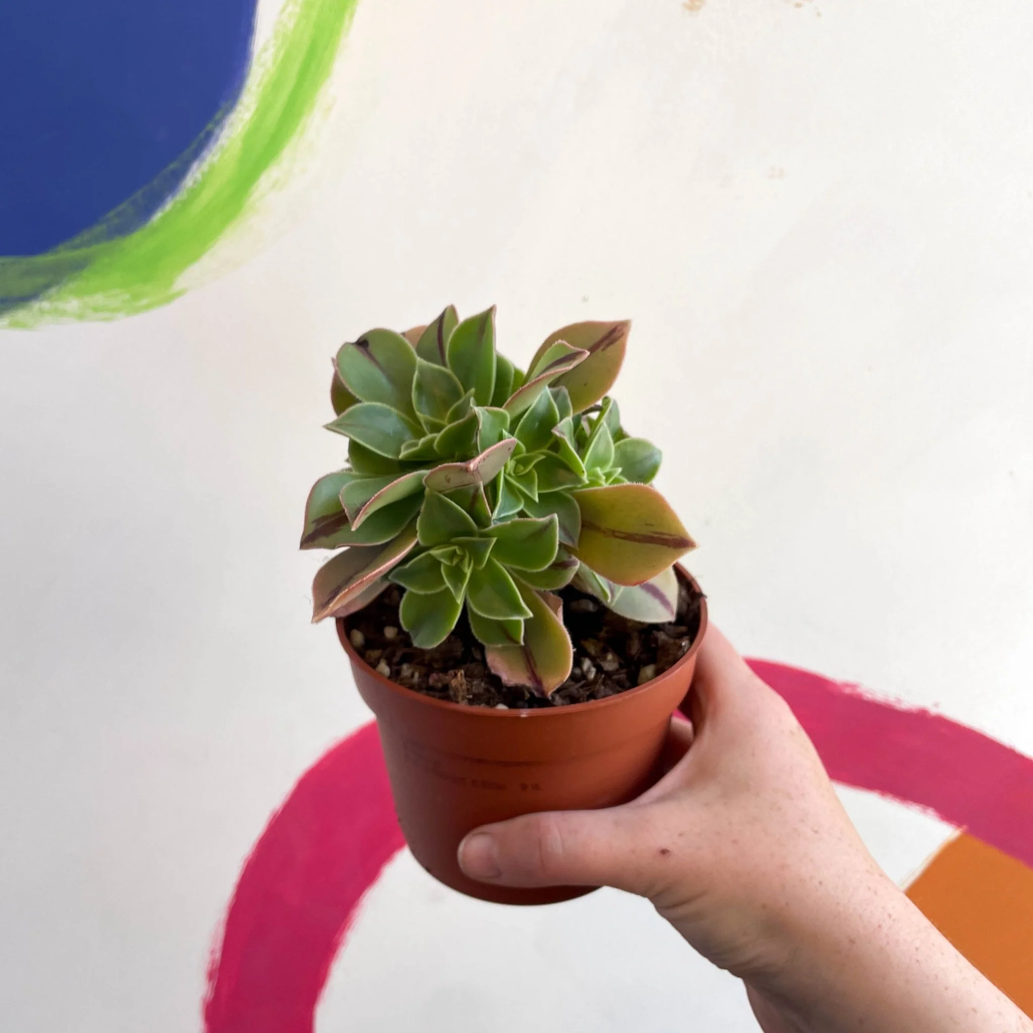 Aeonium leucoblepharum 'Red Stripe'