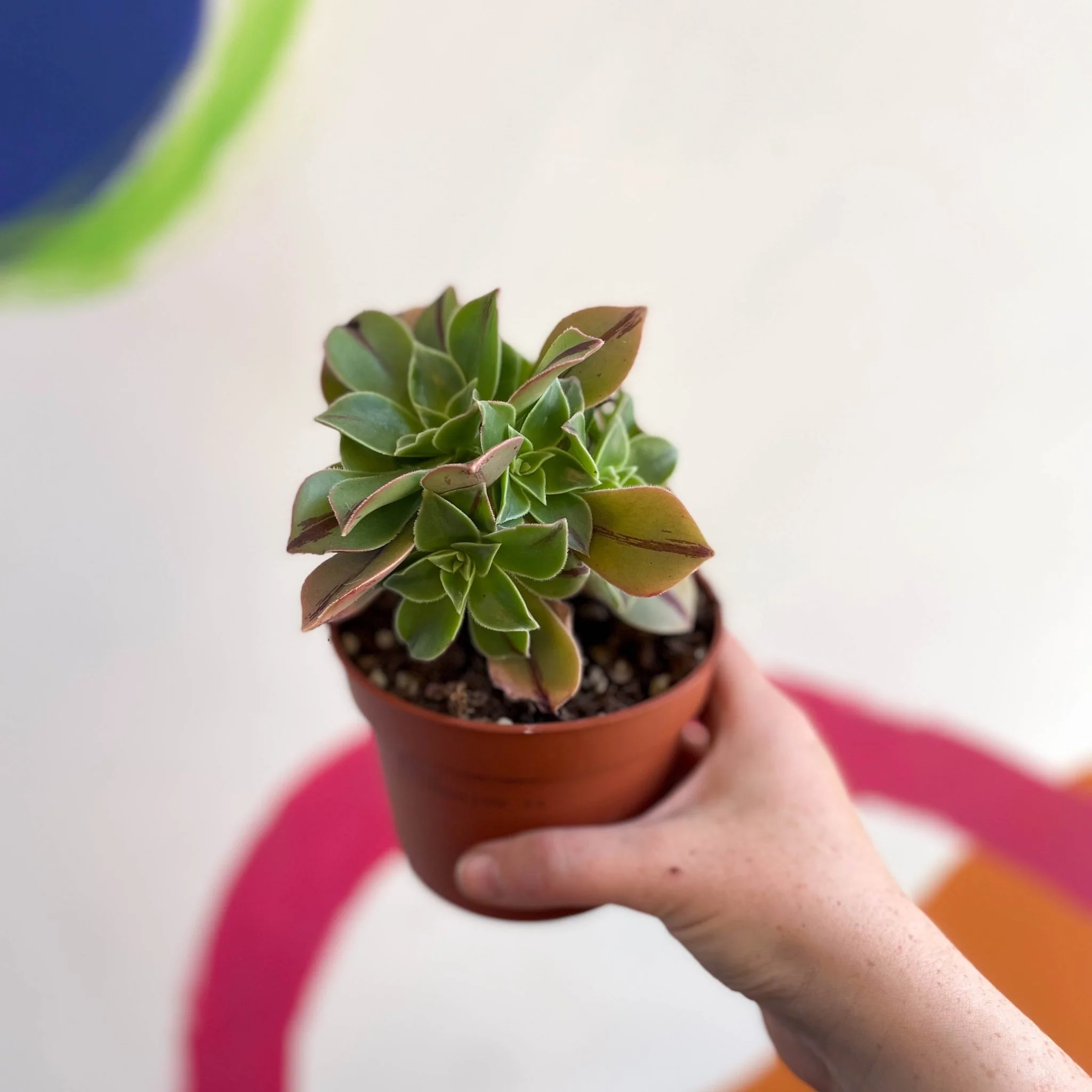 Aeonium leucoblepharum 'Red Stripe' - Image 2