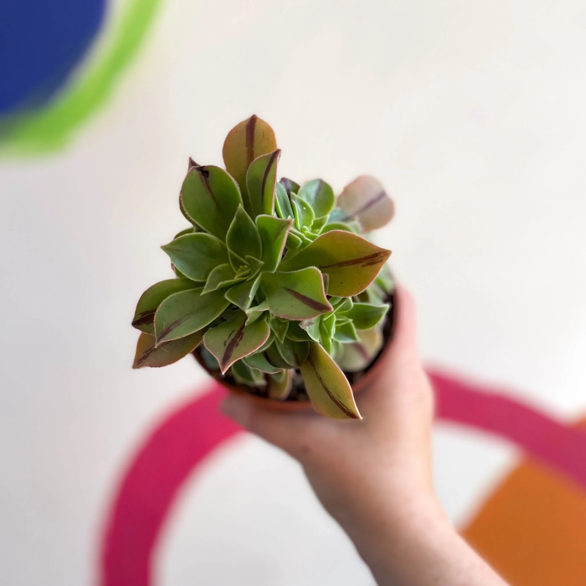 Aeonium leucoblepharum 'Red Stripe' - Image 3
