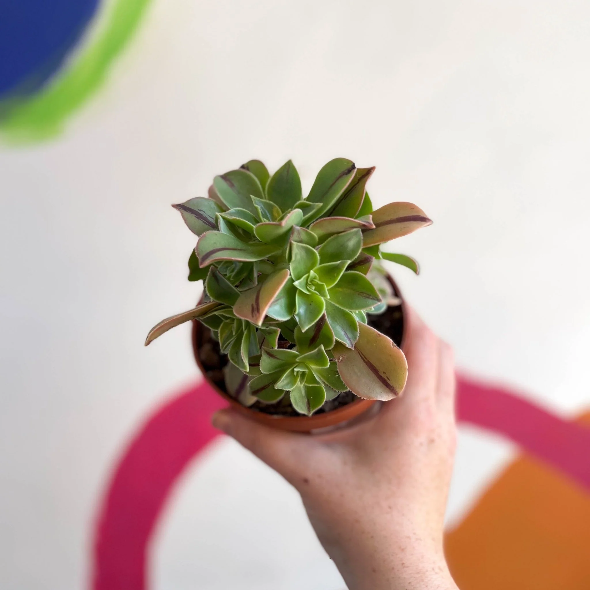Aeonium leucoblepharum 'Red Stripe' - Image 4
