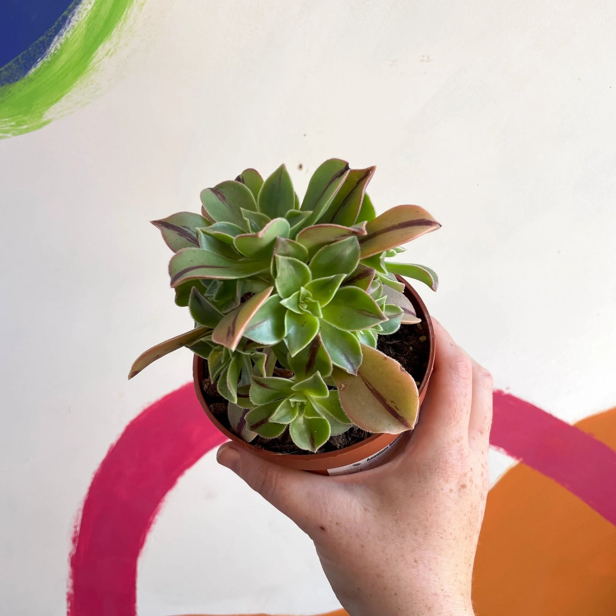 Aeonium leucoblepharum 'Red Stripe' - Image 5