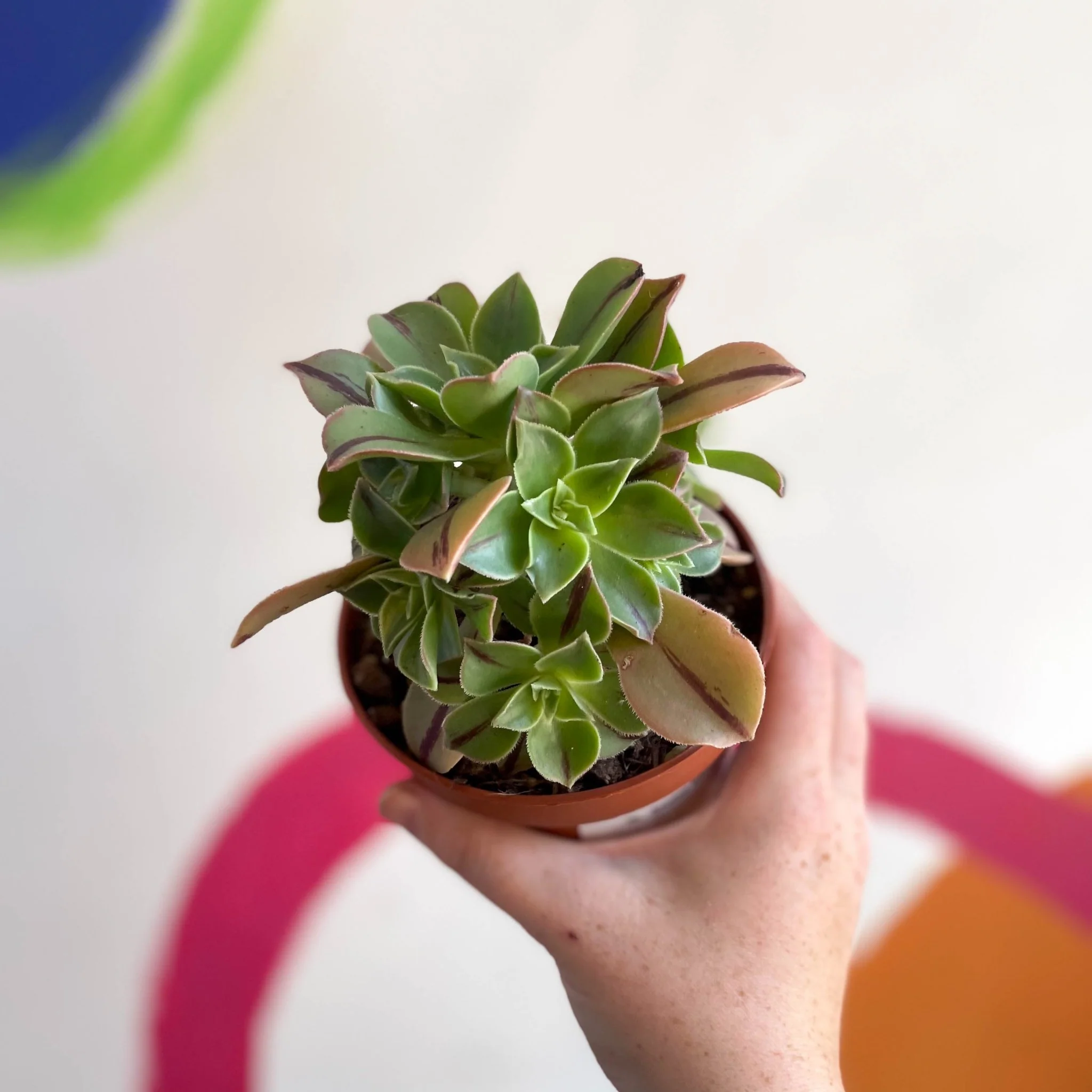 Aeonium leucoblepharum 'Red Stripe' - Image 6