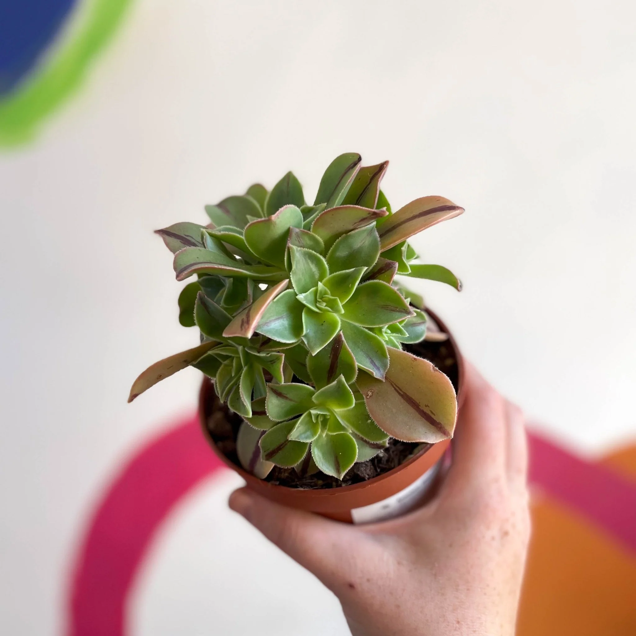 Aeonium leucoblepharum 'Red Stripe' - Image 7
