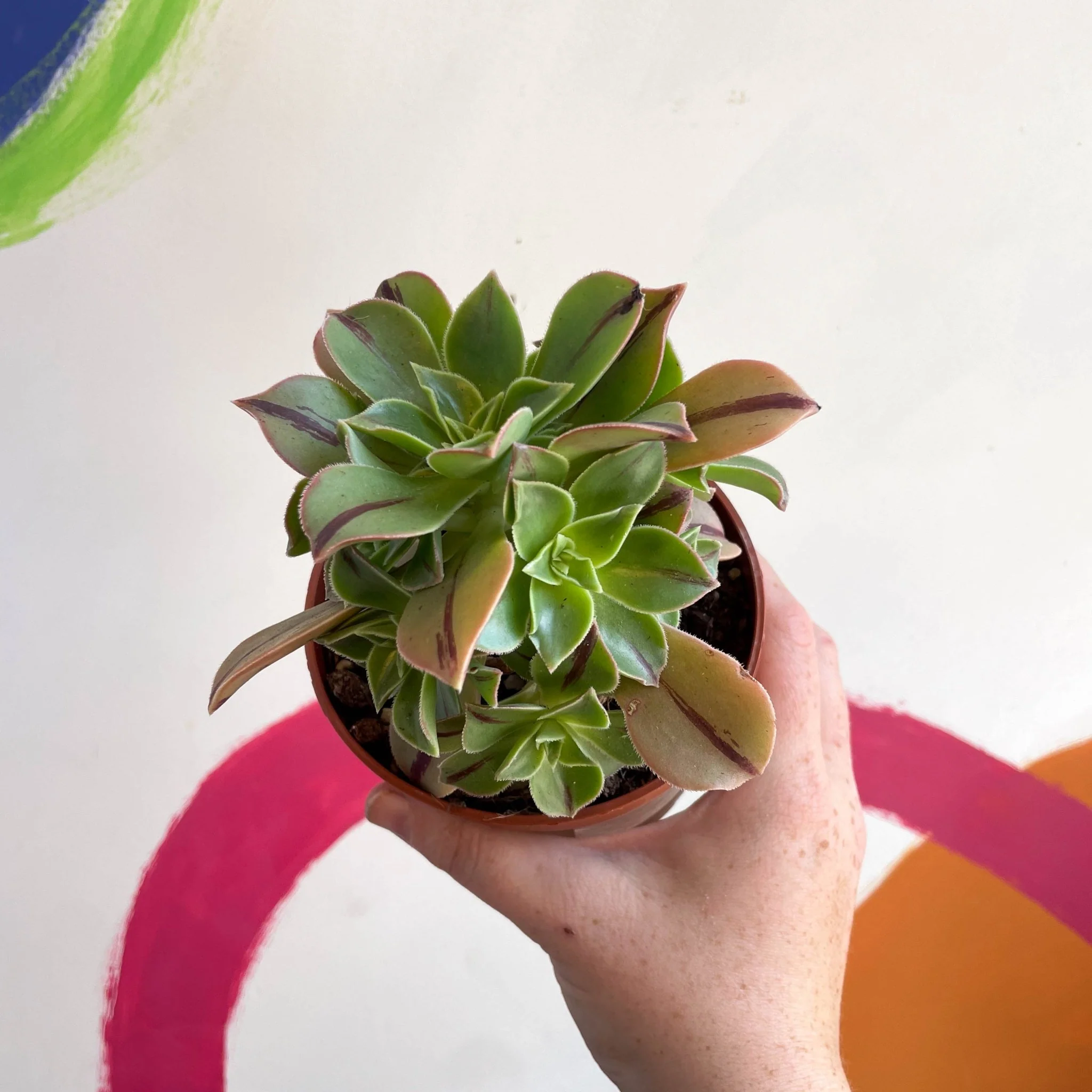 Aeonium leucoblepharum 'Red Stripe' - Image 8
