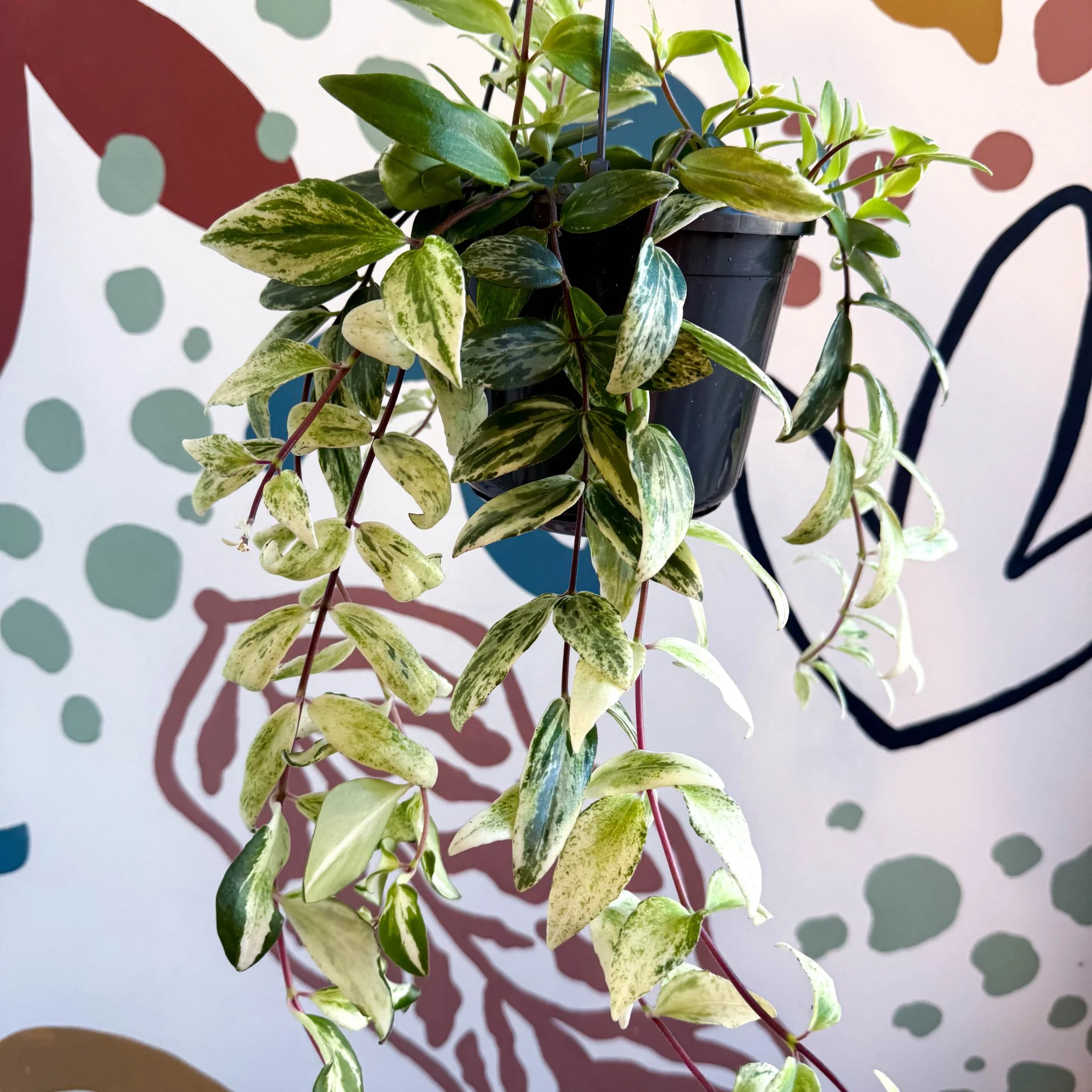 Aeschynanthus lobbianus ‘Variegatus’ – Variegated Lipstick Plant