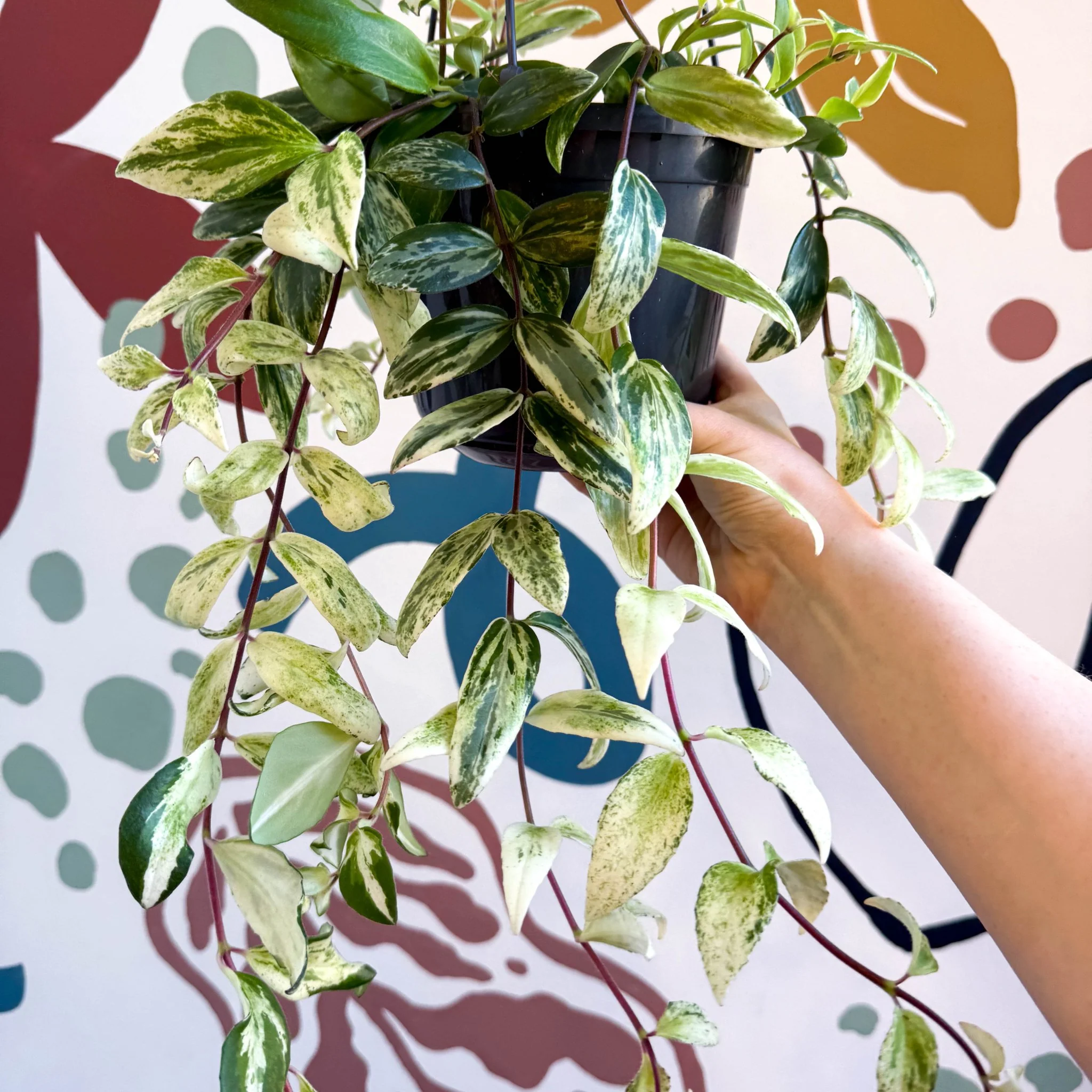 Aeschynanthus lobbianus ‘Variegatus’ – Variegated Lipstick Plant - Image 10