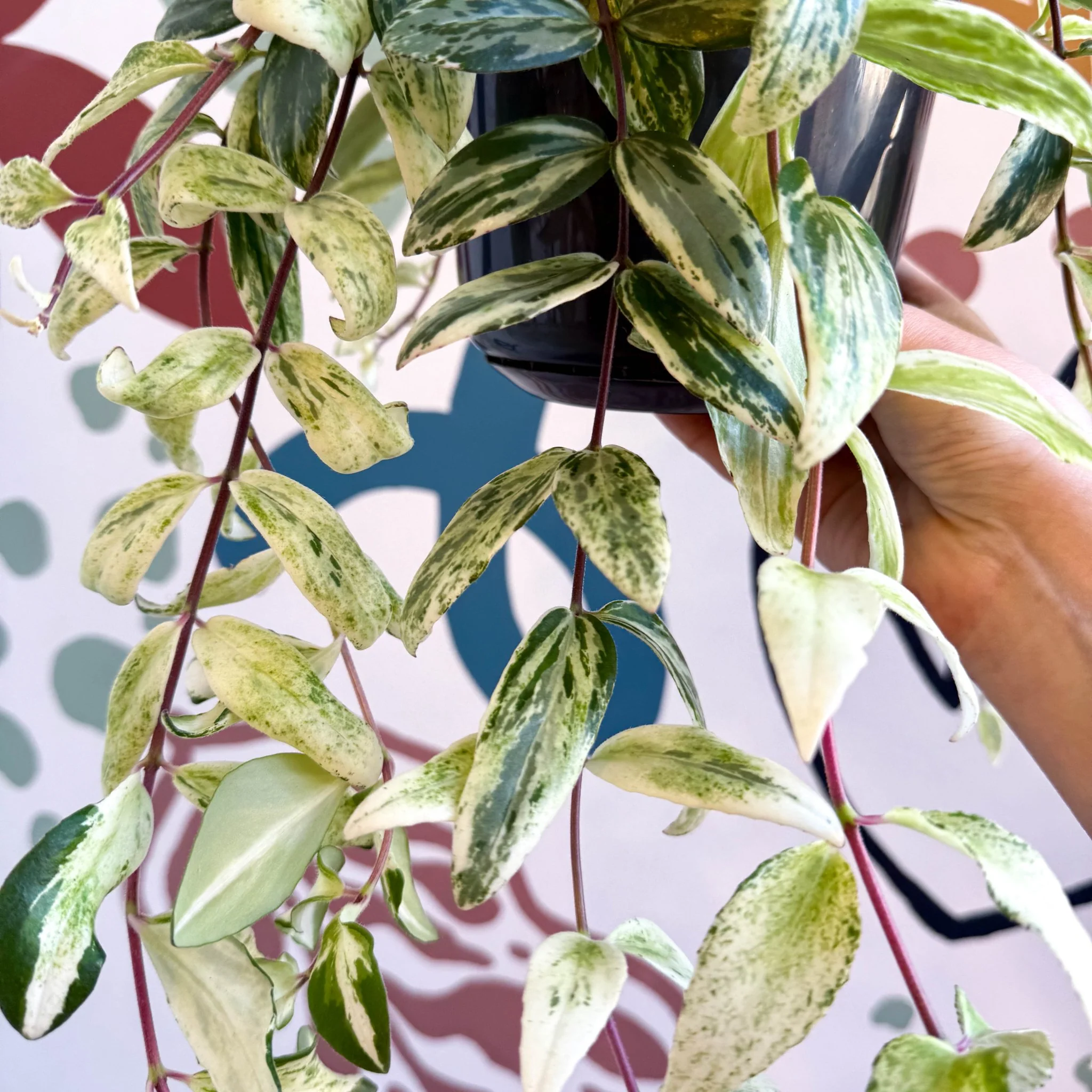 Aeschynanthus lobbianus ‘Variegatus’ – Variegated Lipstick Plant - Image 11