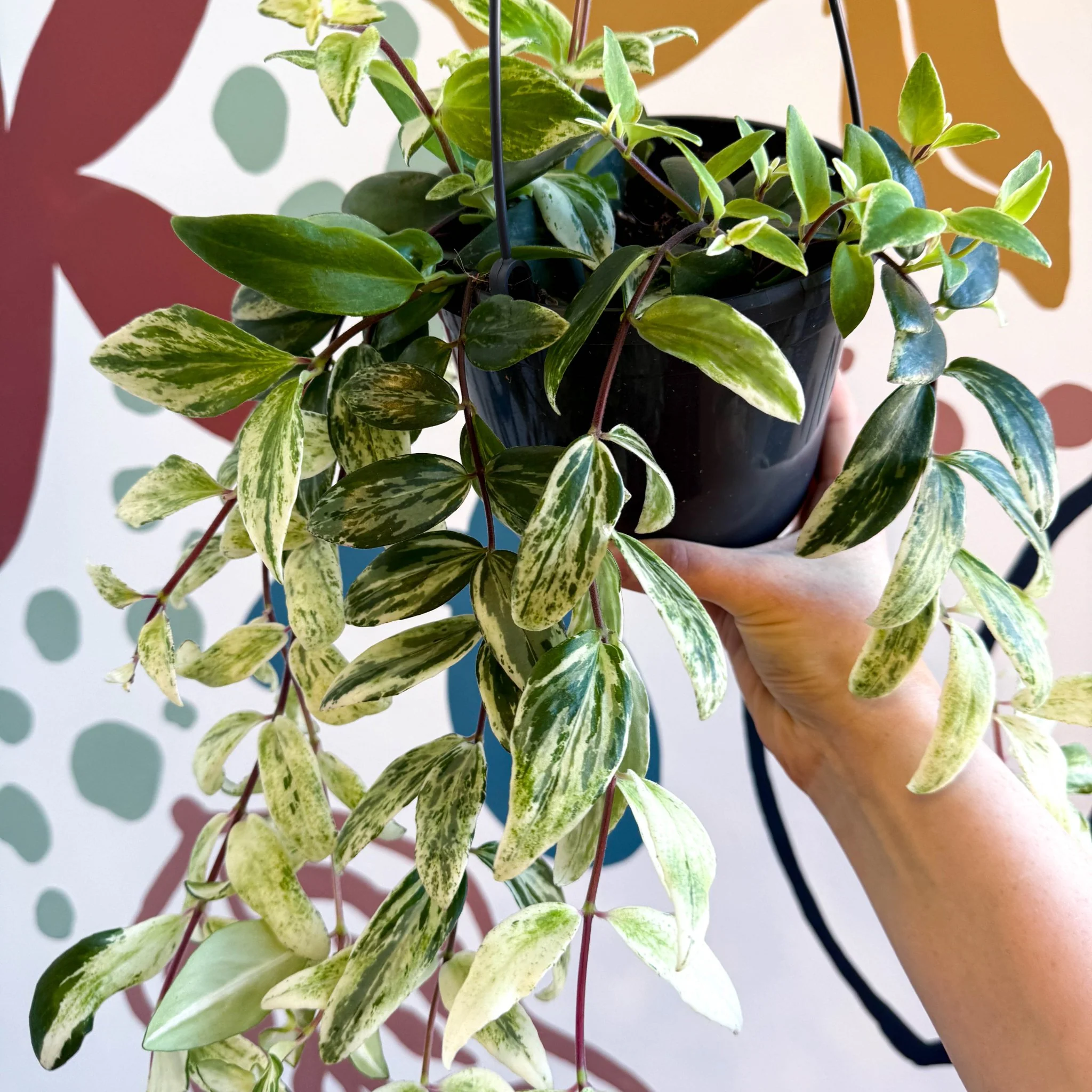Aeschynanthus lobbianus ‘Variegatus’ – Variegated Lipstick Plant - Image 12