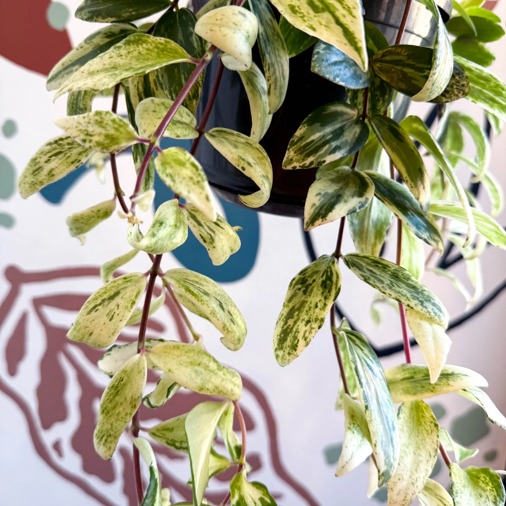Aeschynanthus lobbianus ‘Variegatus’ – Variegated Lipstick Plant - Image 2