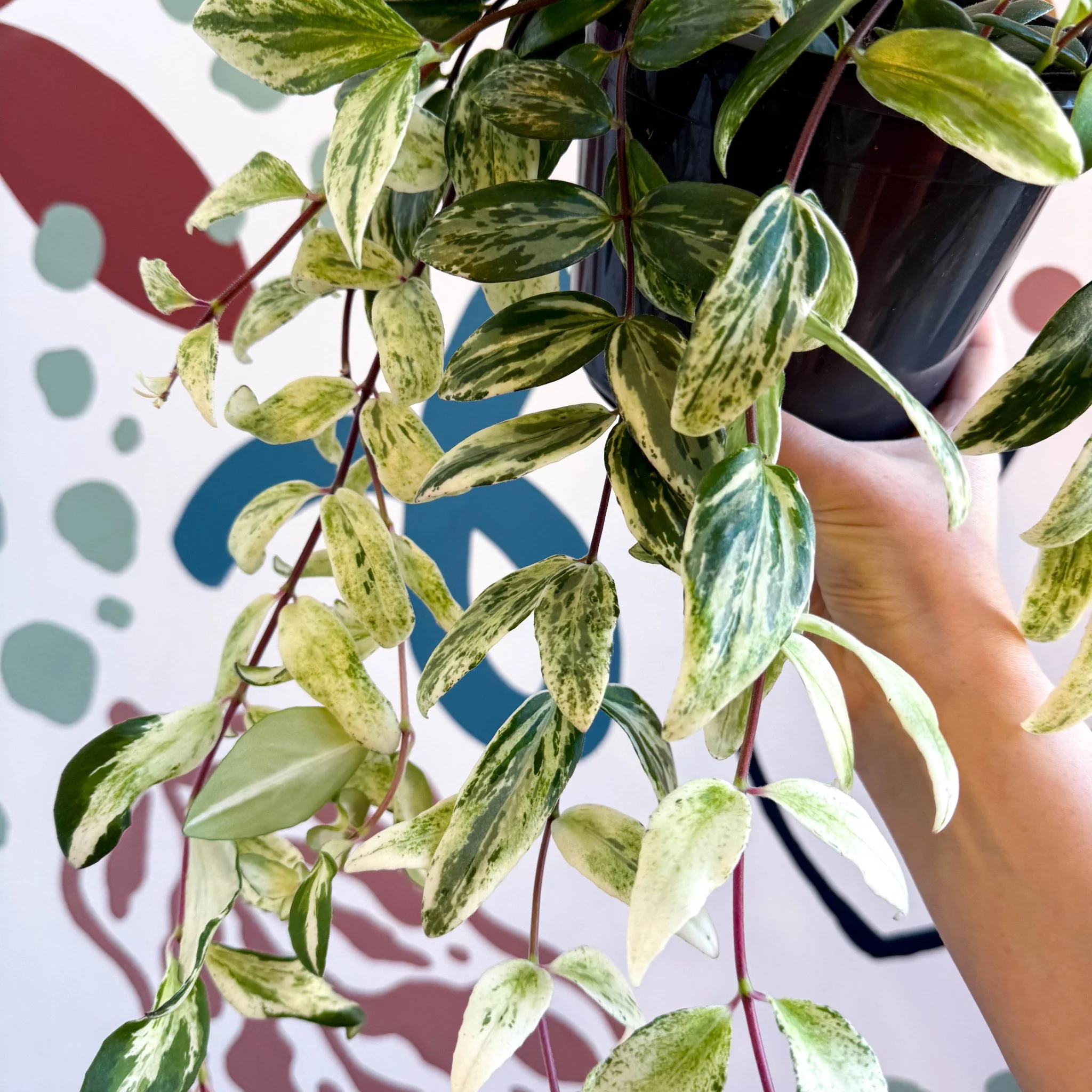Aeschynanthus lobbianus ‘Variegatus’ – Variegated Lipstick Plant - Image 3