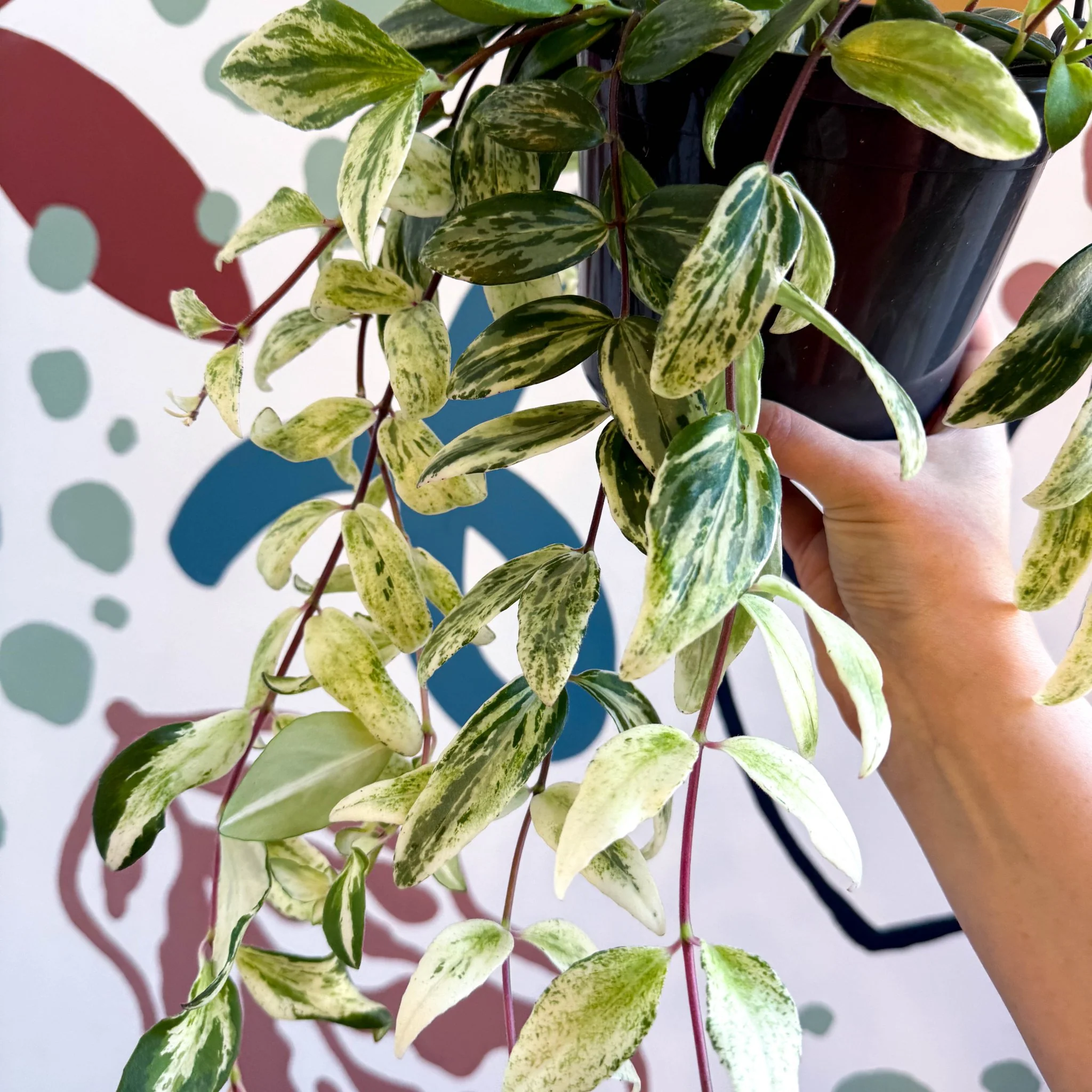Aeschynanthus lobbianus ‘Variegatus’ – Variegated Lipstick Plant - Image 4