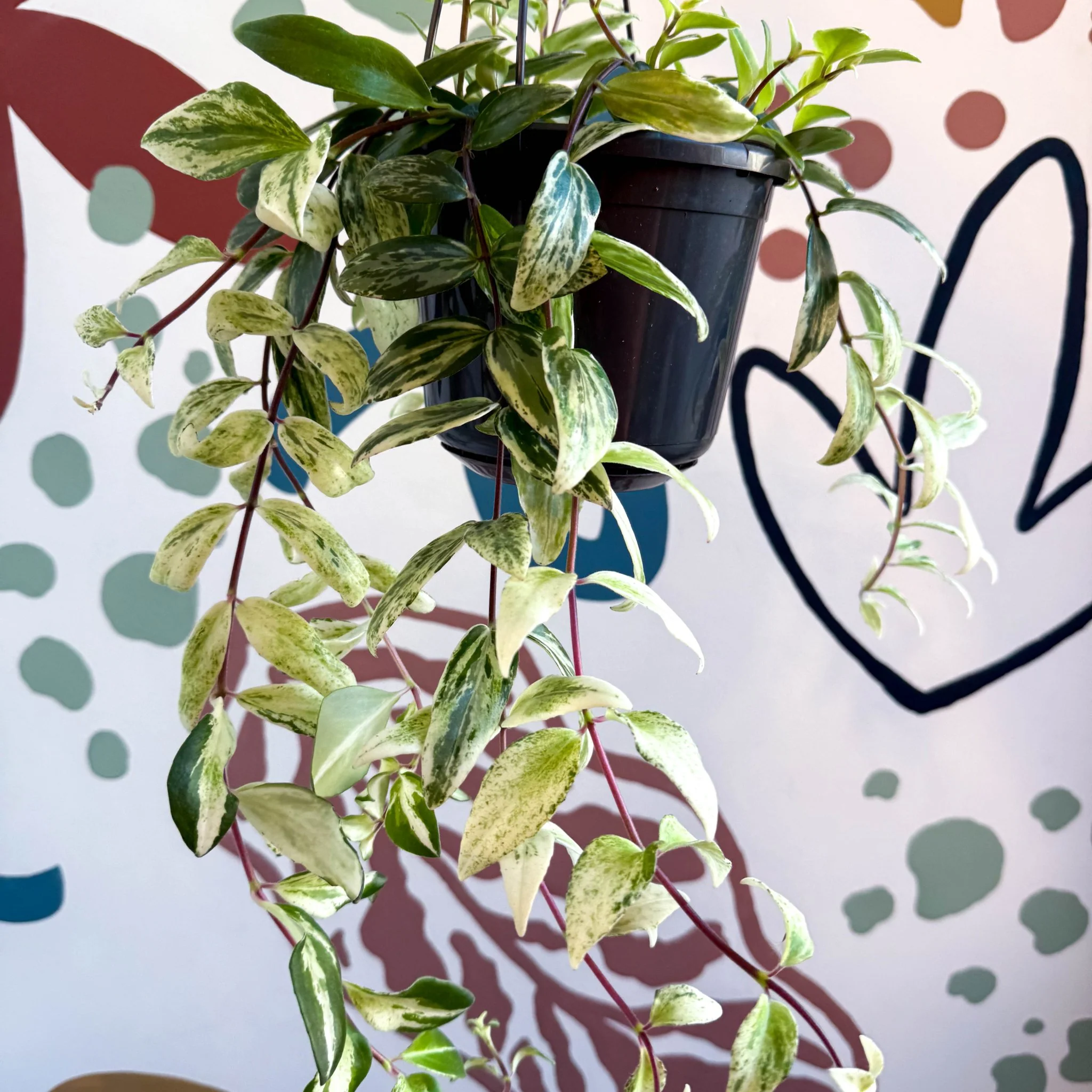 Aeschynanthus lobbianus ‘Variegatus’ – Variegated Lipstick Plant - Image 5