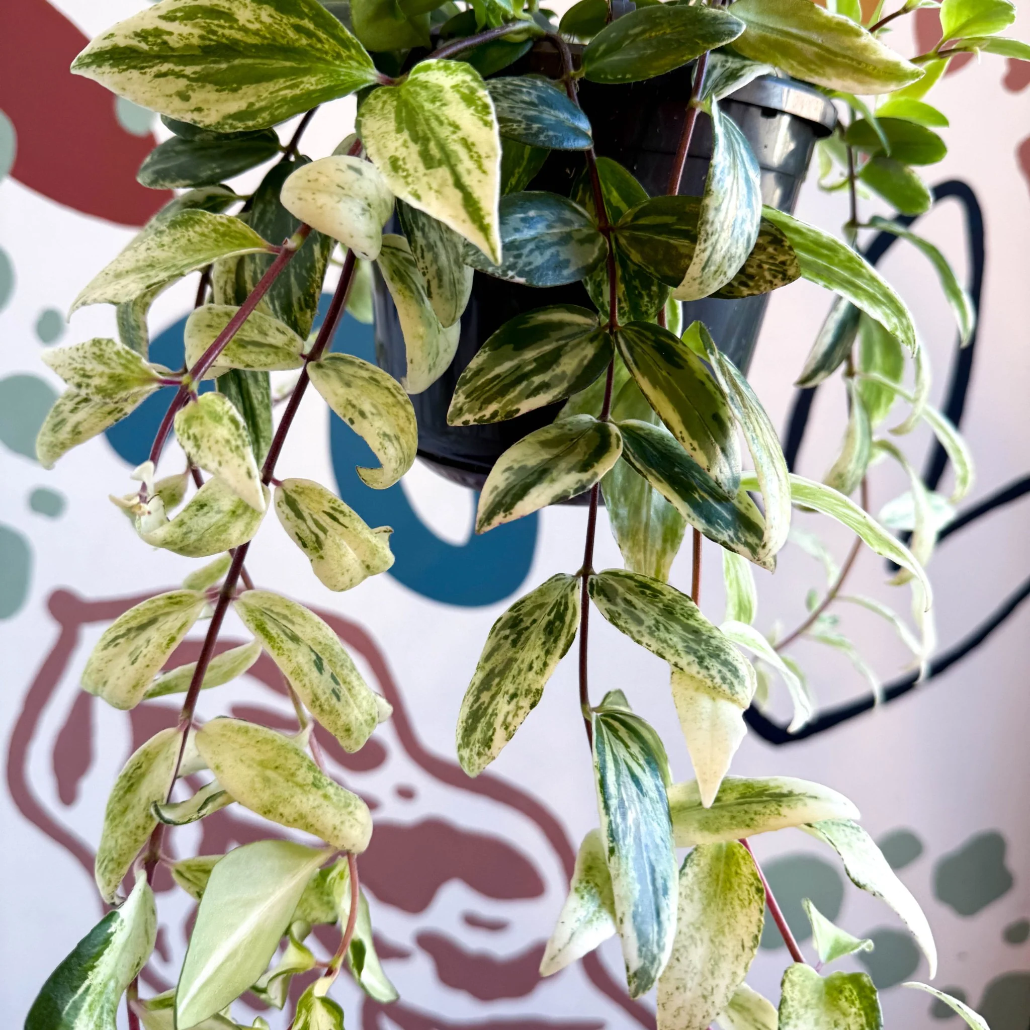 Aeschynanthus lobbianus ‘Variegatus’ – Variegated Lipstick Plant - Image 6