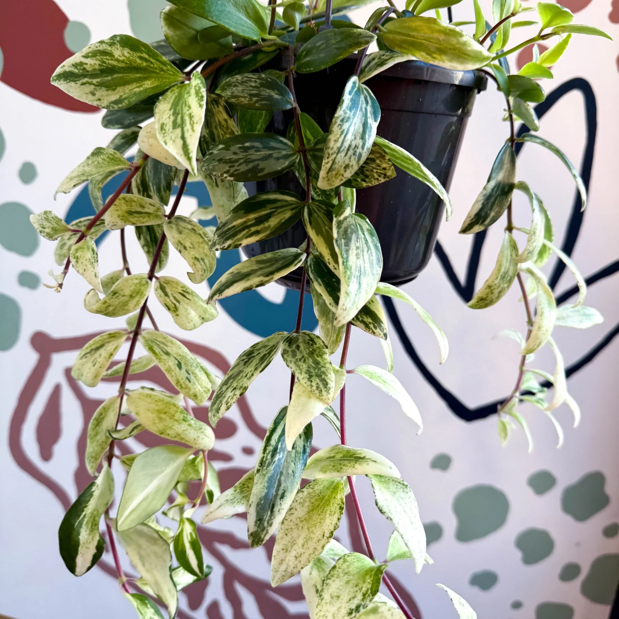 Aeschynanthus lobbianus ‘Variegatus’ – Variegated Lipstick Plant - Image 7