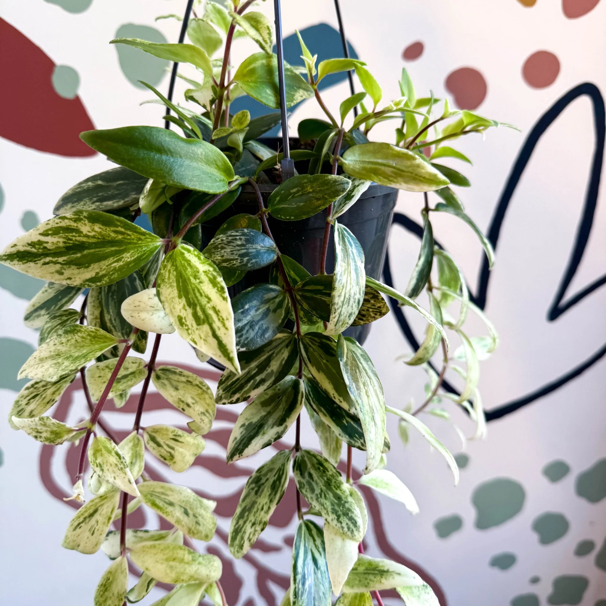 Aeschynanthus lobbianus ‘Variegatus’ – Variegated Lipstick Plant - Image 8
