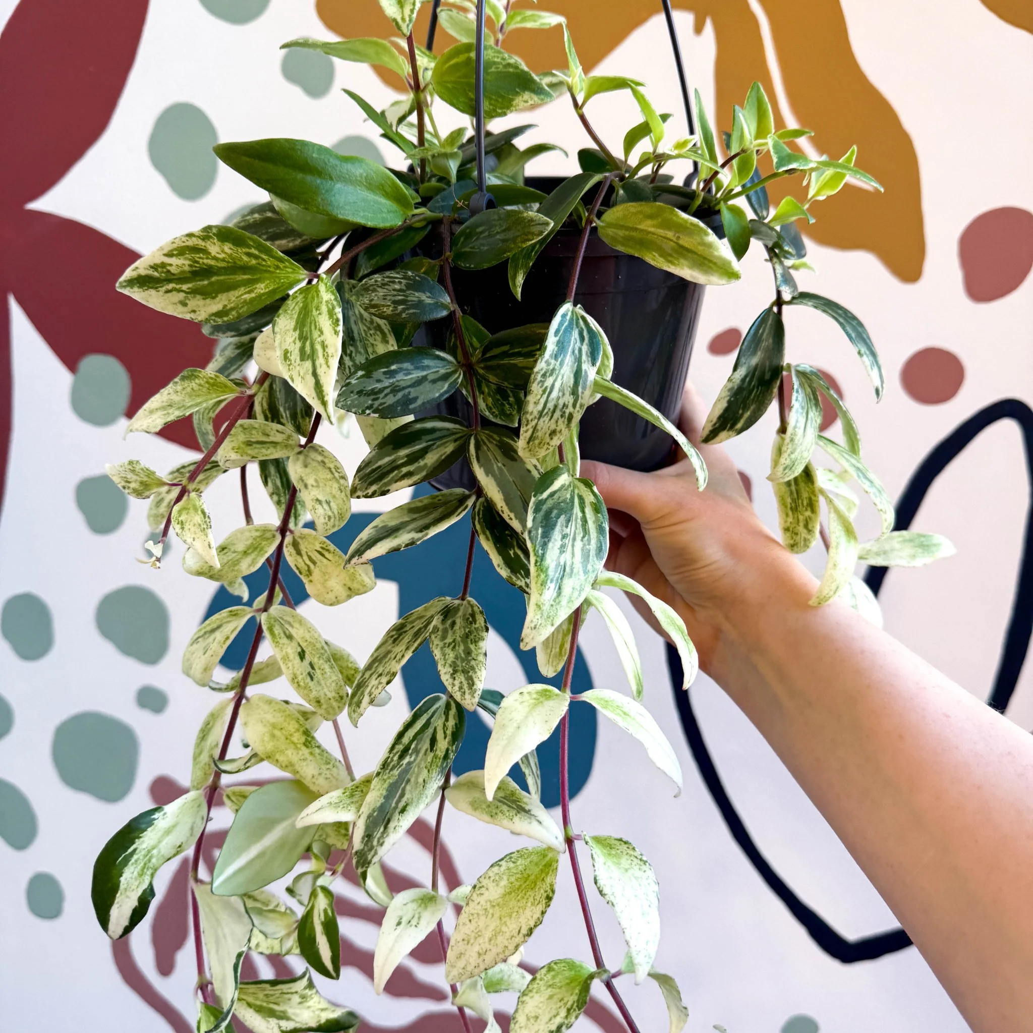 Aeschynanthus lobbianus ‘Variegatus’ – Variegated Lipstick Plant - Image 9