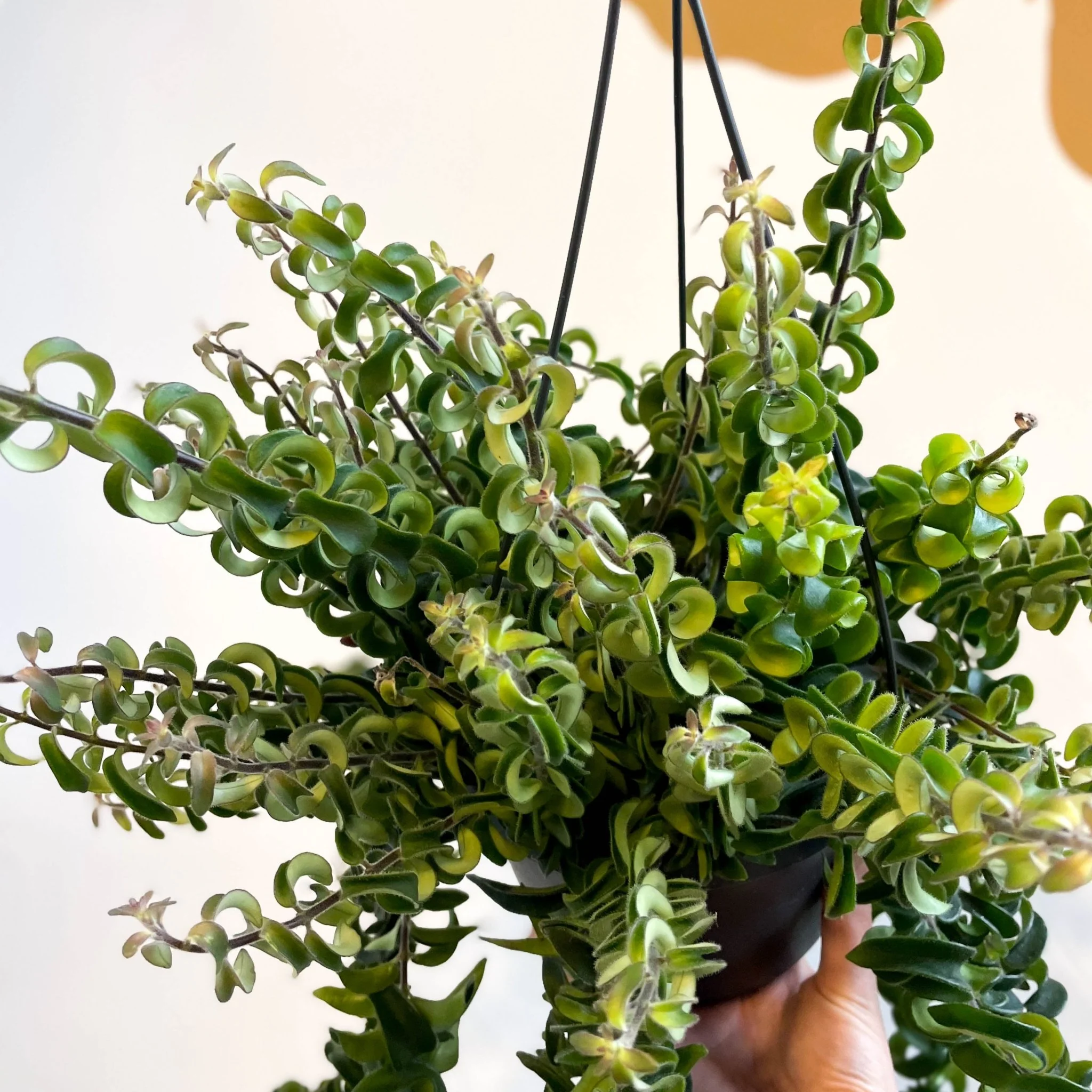 Aeschynanthus 'Swing' - Lipstick Plant