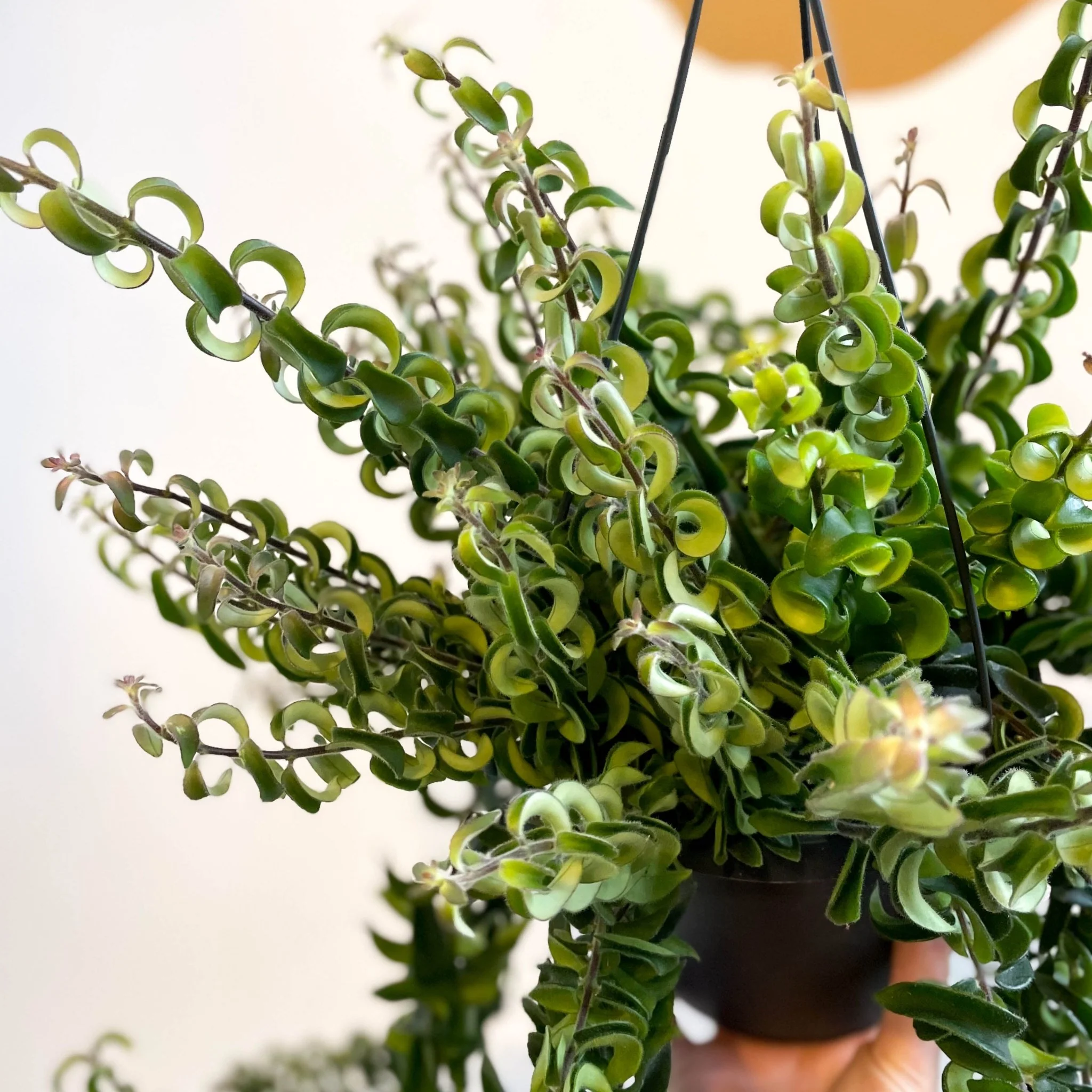Aeschynanthus 'Swing' - Lipstick Plant - Image 10