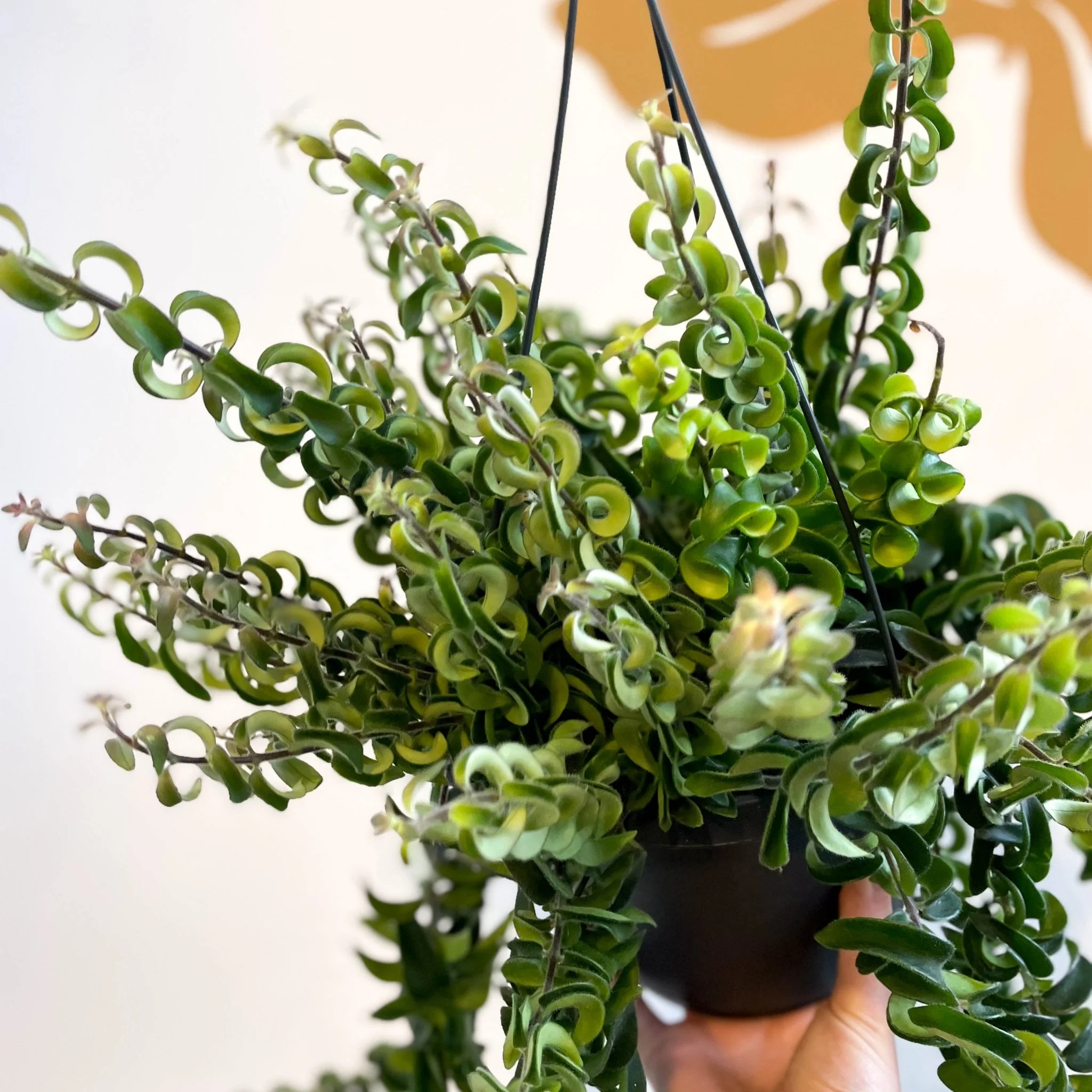 Aeschynanthus 'Swing' - Lipstick Plant - Image 11
