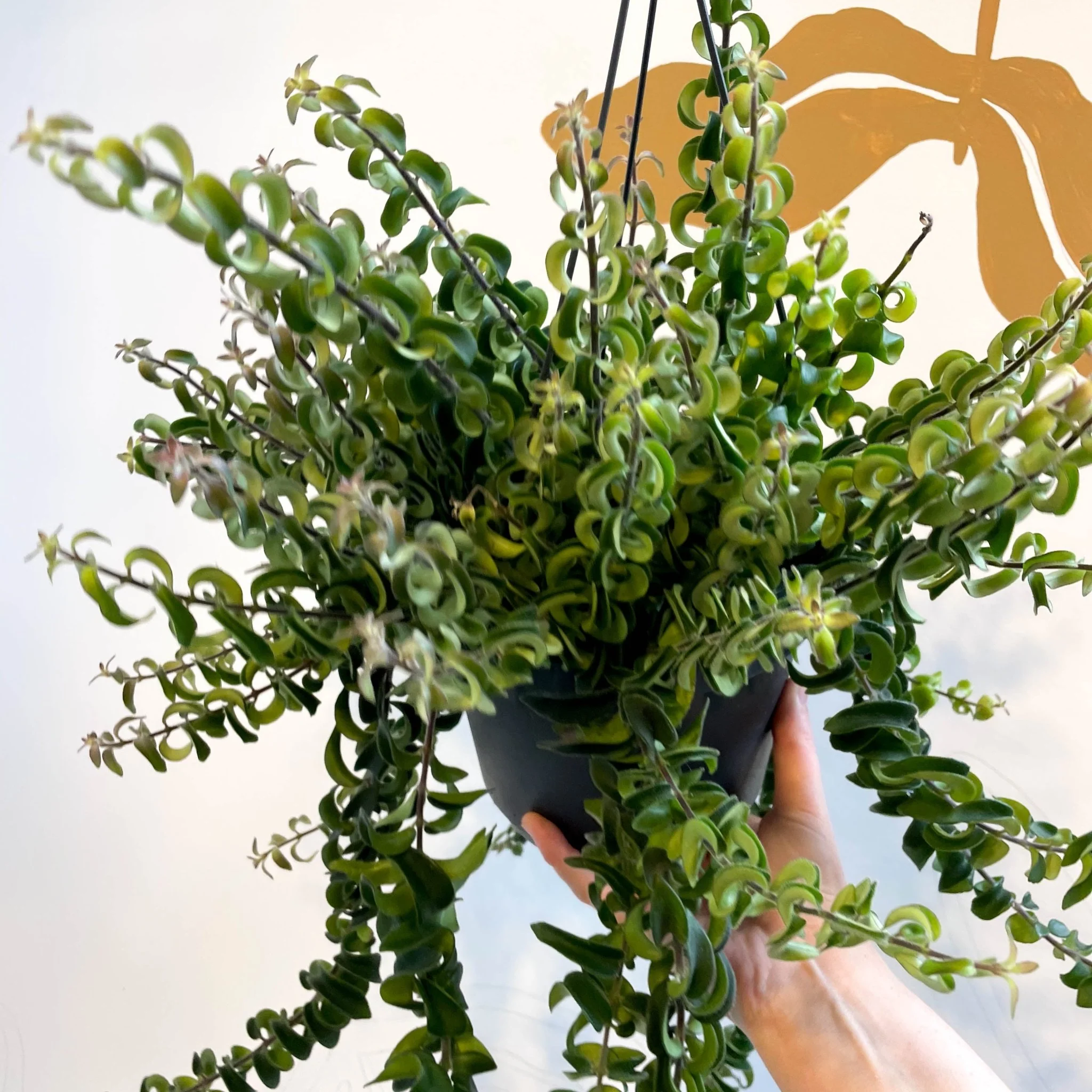 Aeschynanthus 'Swing' - Lipstick Plant - Image 2