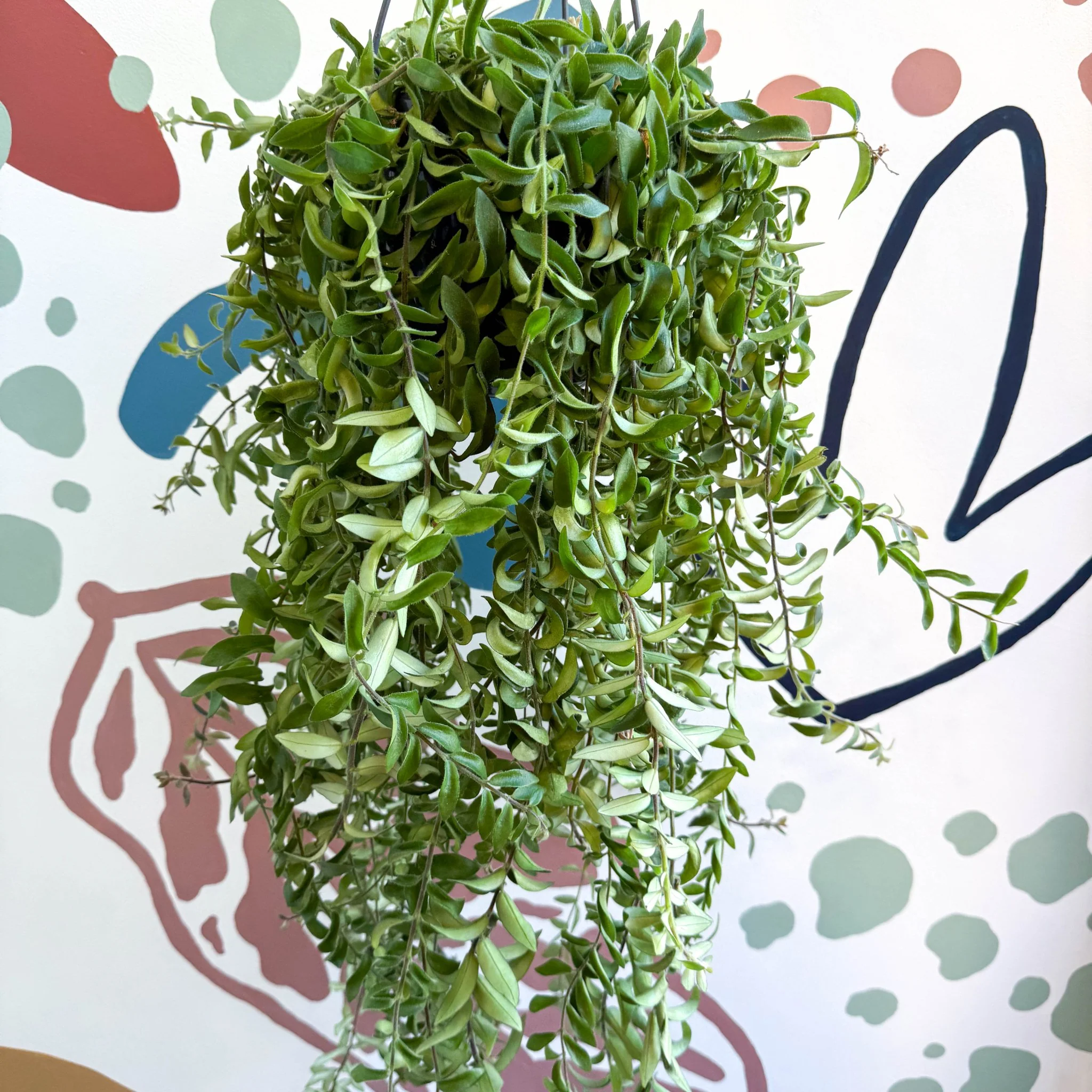 Aeschynanthus 'Twister' - Lipstick Plant