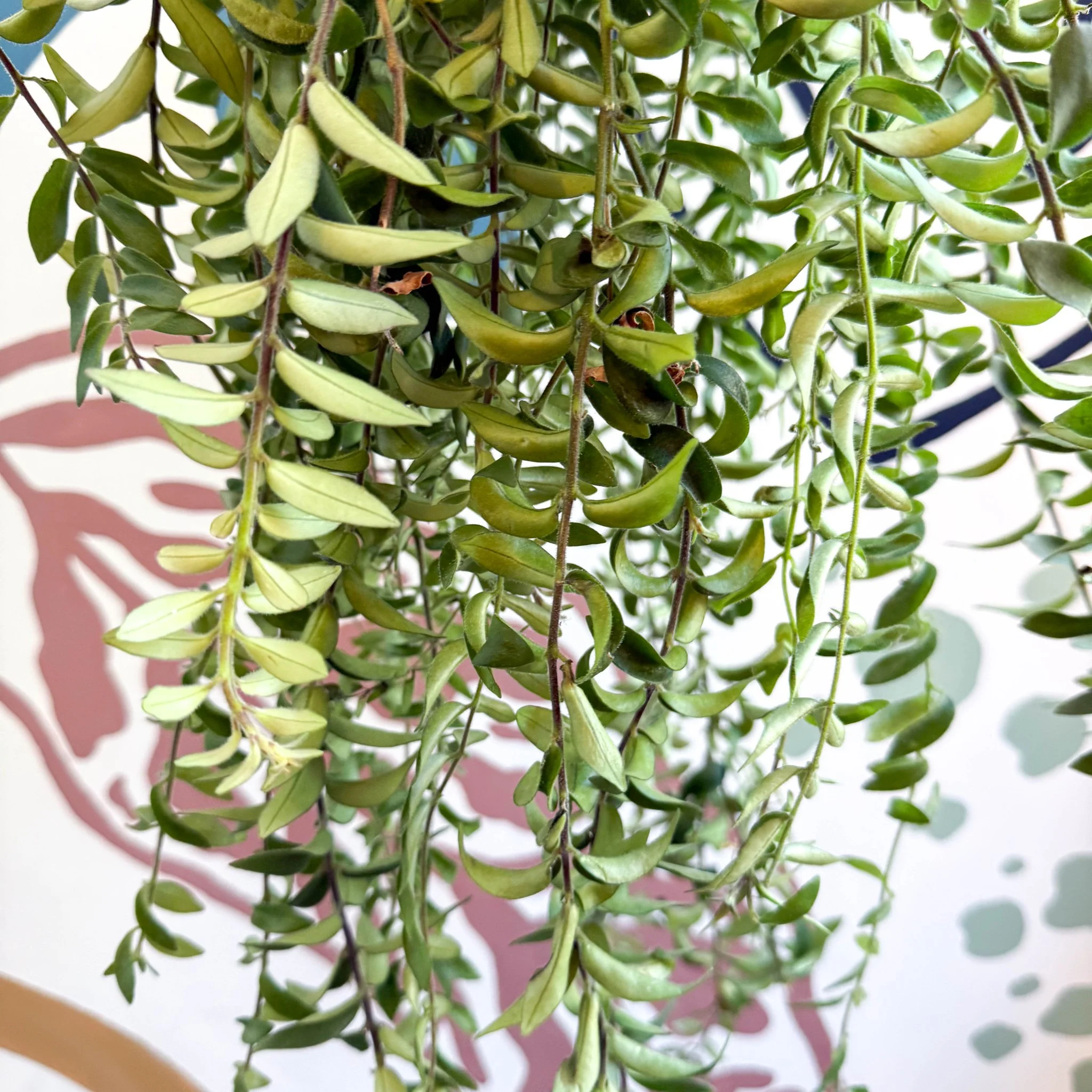 Aeschynanthus 'Twister' - Lipstick Plant - Image 10