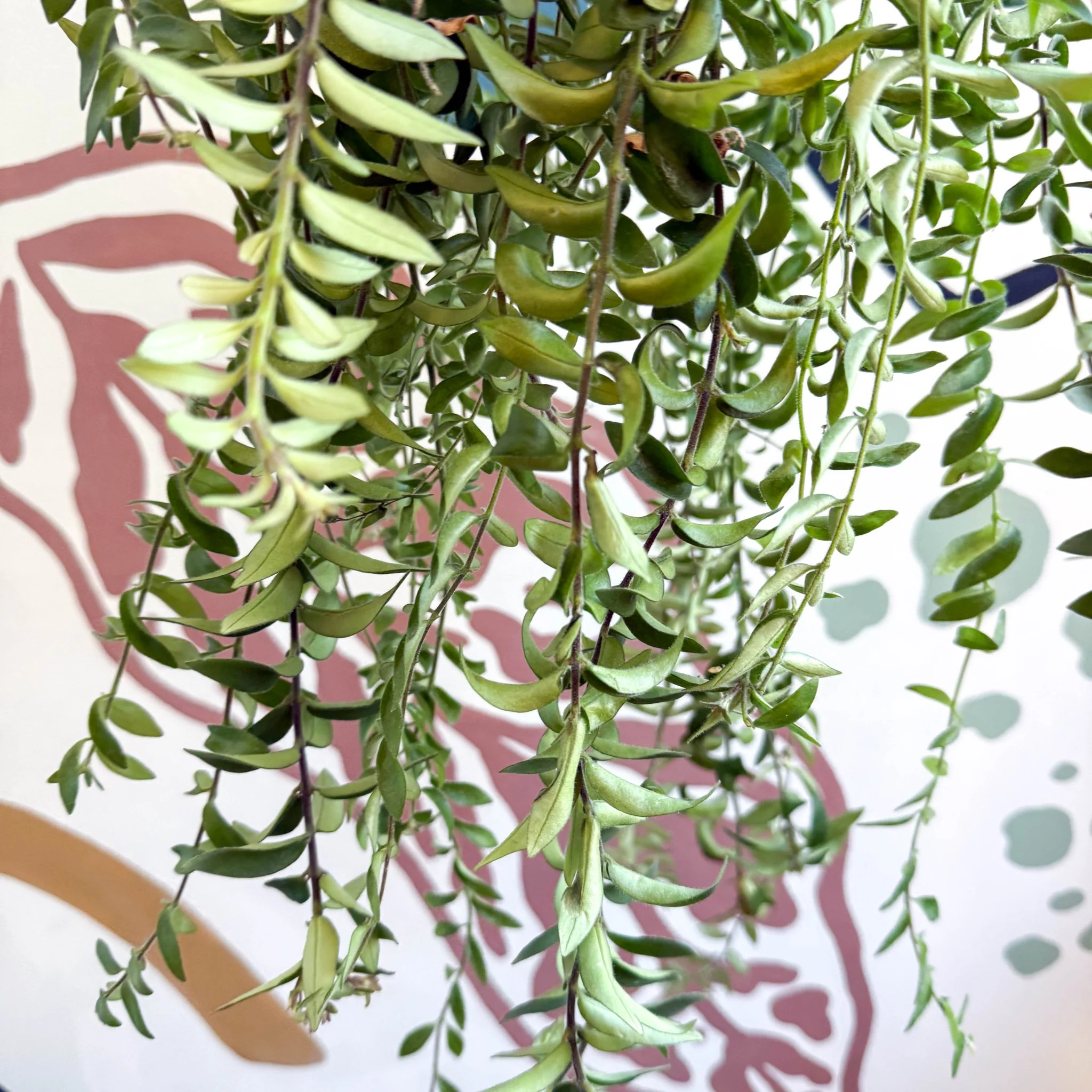 Aeschynanthus 'Twister' - Lipstick Plant - Image 2