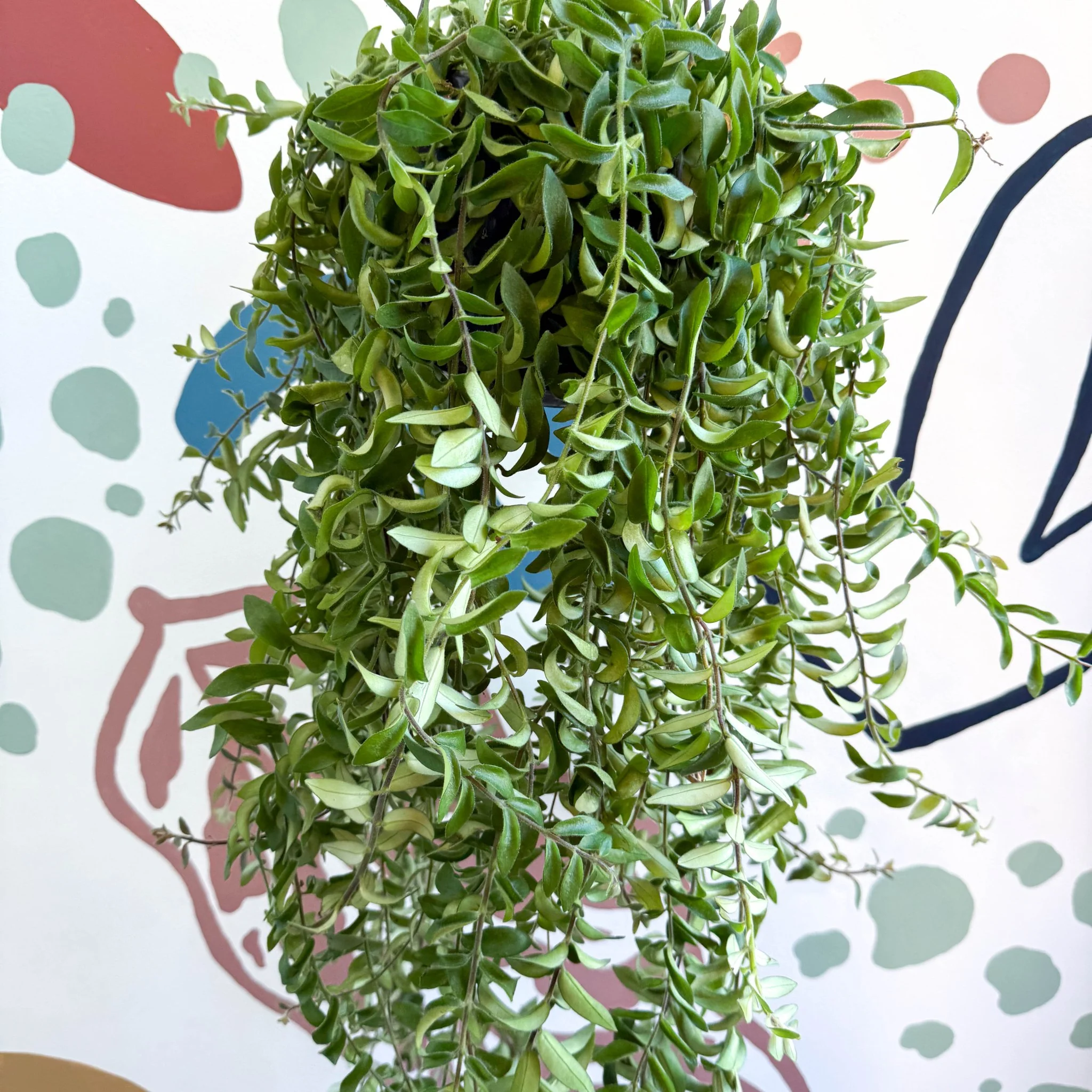 Aeschynanthus 'Twister' - Lipstick Plant - Image 3