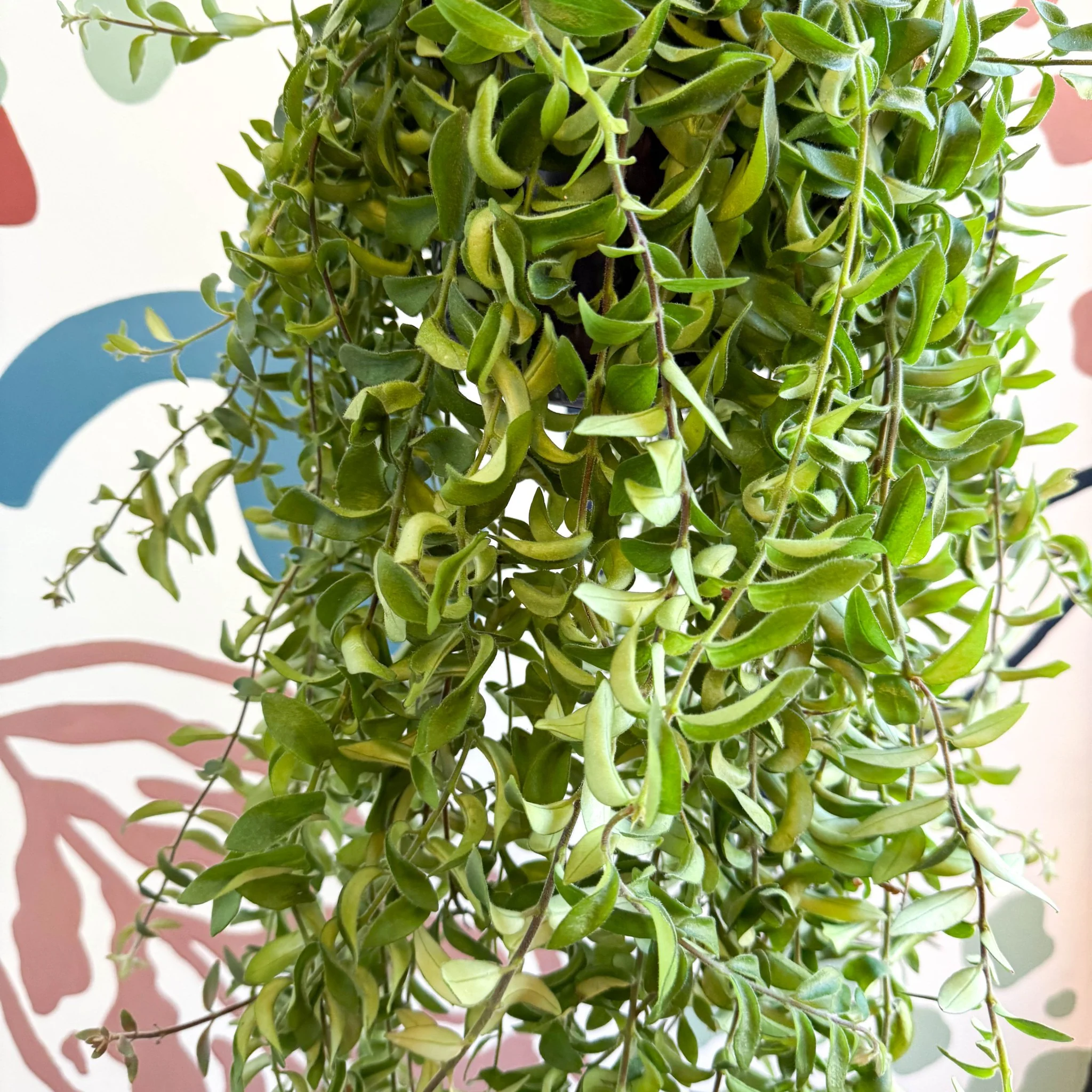Aeschynanthus 'Twister' - Lipstick Plant - Image 4
