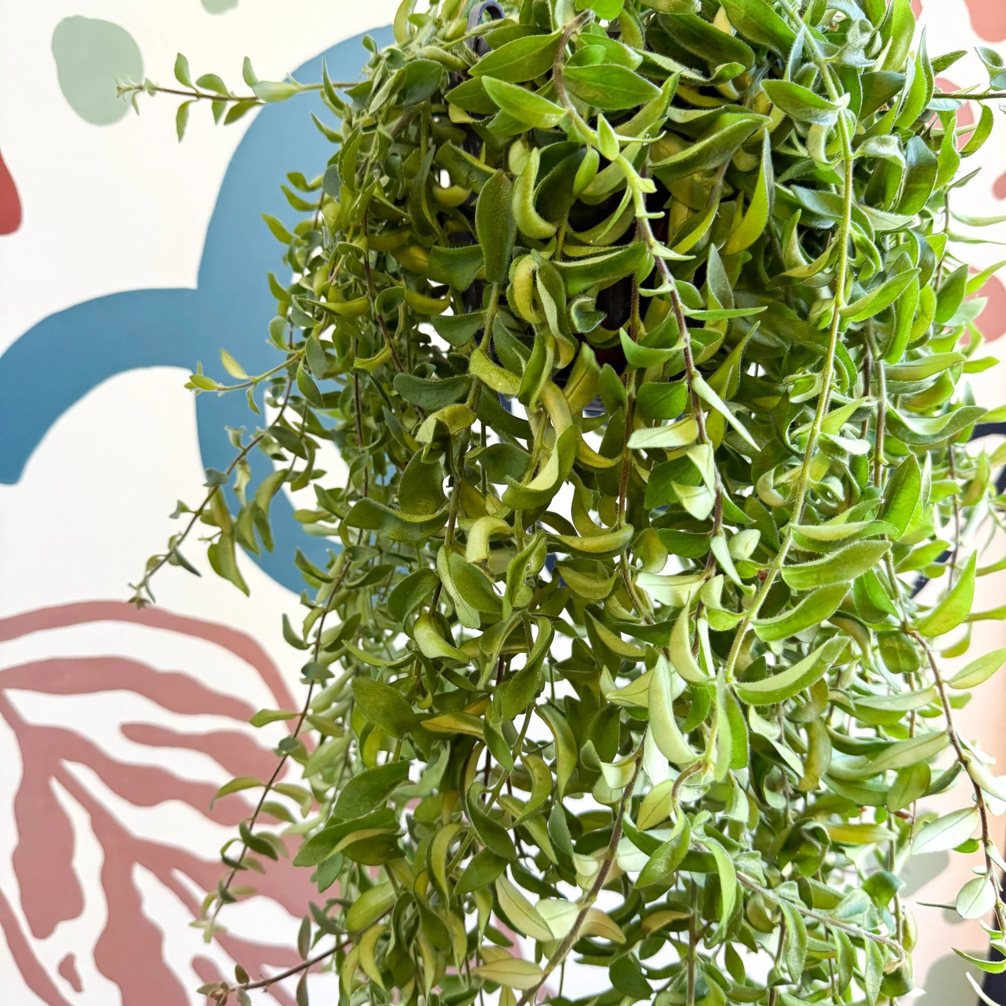 Aeschynanthus 'Twister' - Lipstick Plant - Image 5
