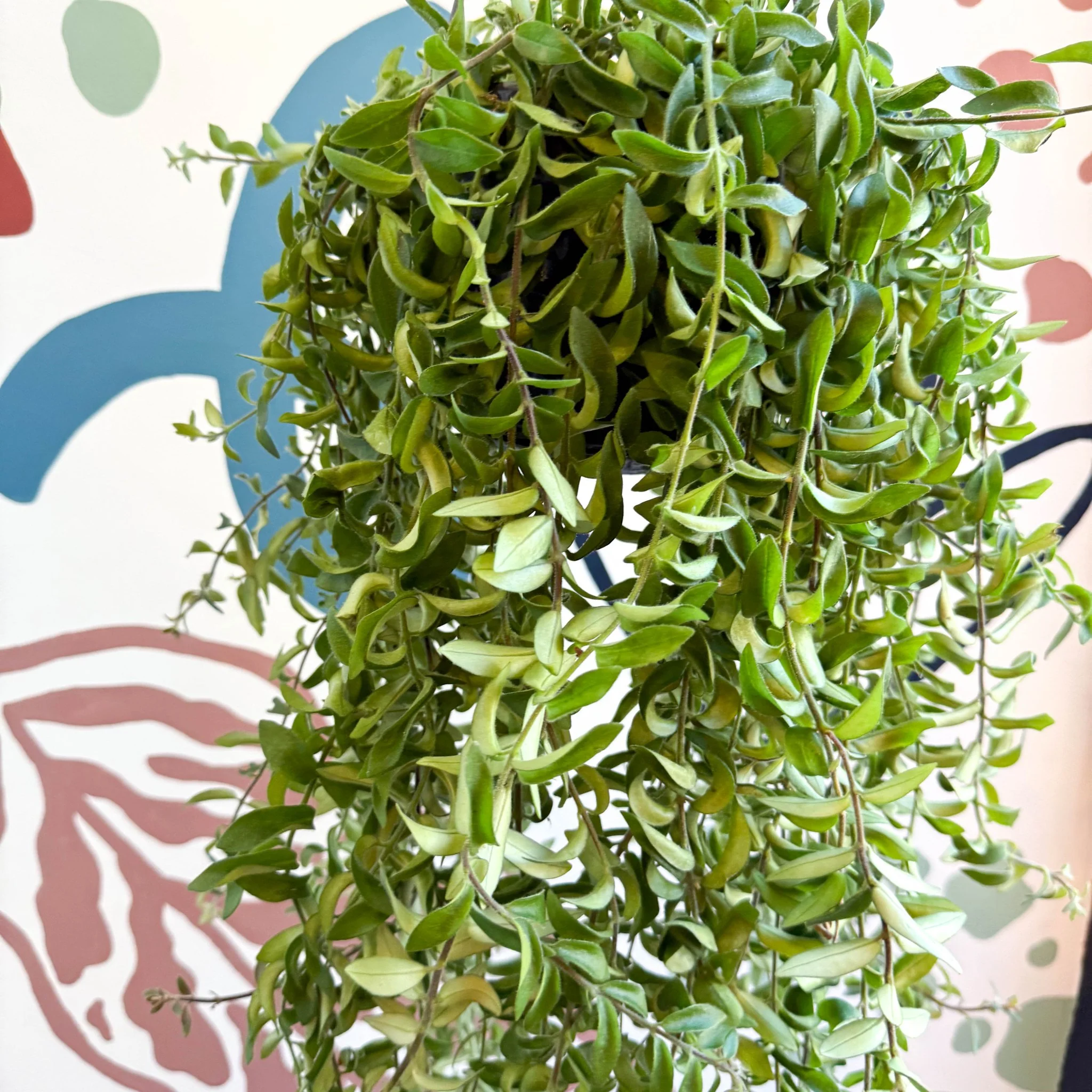 Aeschynanthus 'Twister' - Lipstick Plant - Image 6