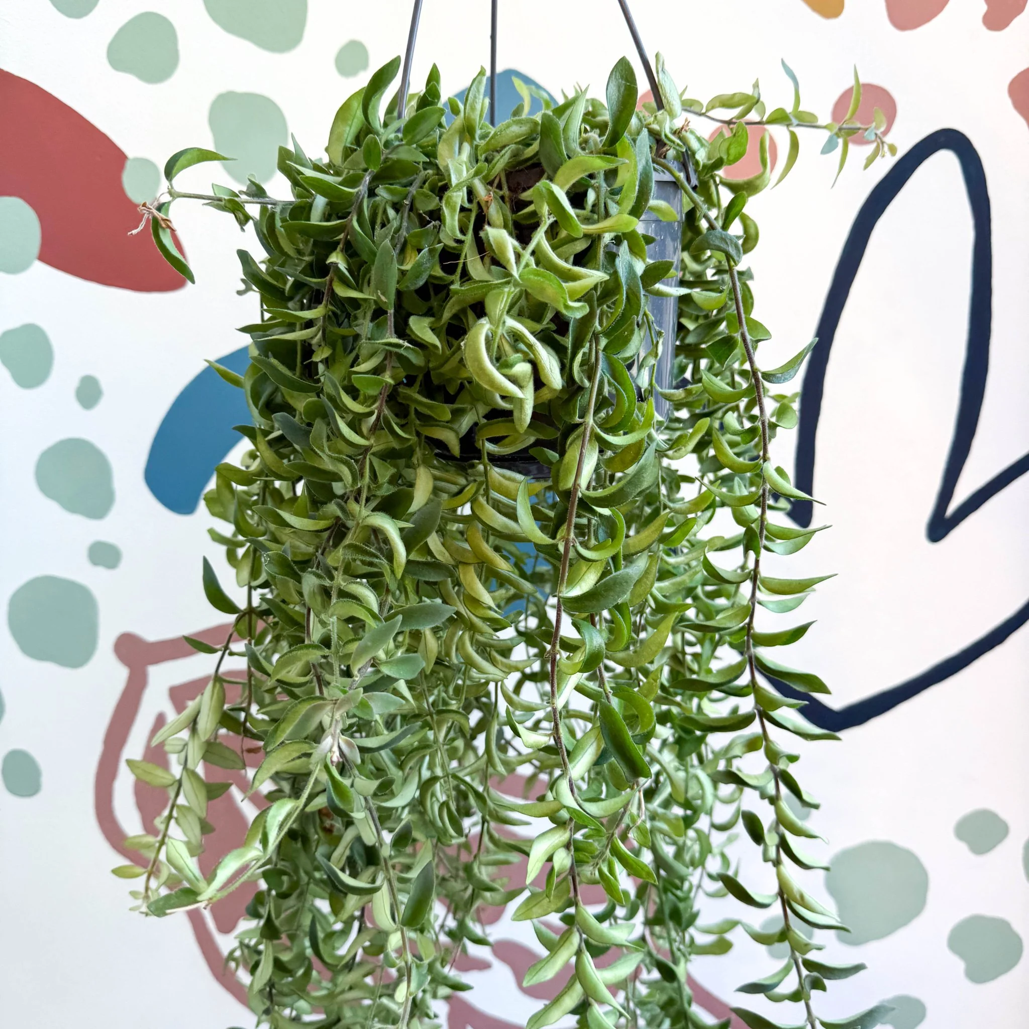 Aeschynanthus 'Twister' - Lipstick Plant - Image 7