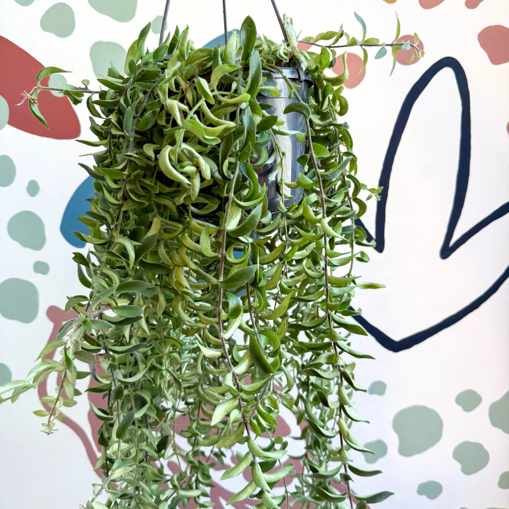 Aeschynanthus 'Twister' - Lipstick Plant - Image 8